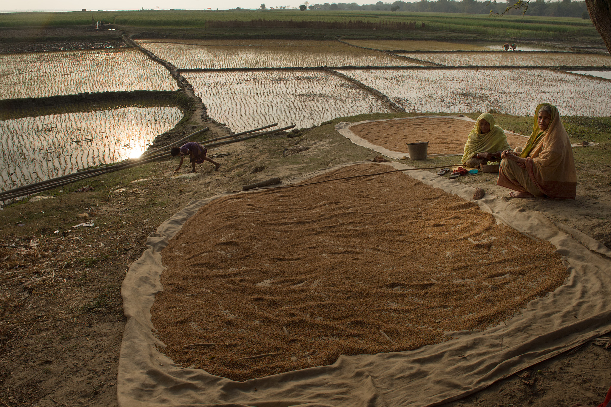 Manikchak village abuts the #Ganges which enters WestBengal here from Jharkhand. The far shore is thick with unmovable boulders. The river strikes it and ricochets to hit this shore, eroding and swallowing it in large gulps of bigha after bigha . These farmlands are next in line for erosion.
