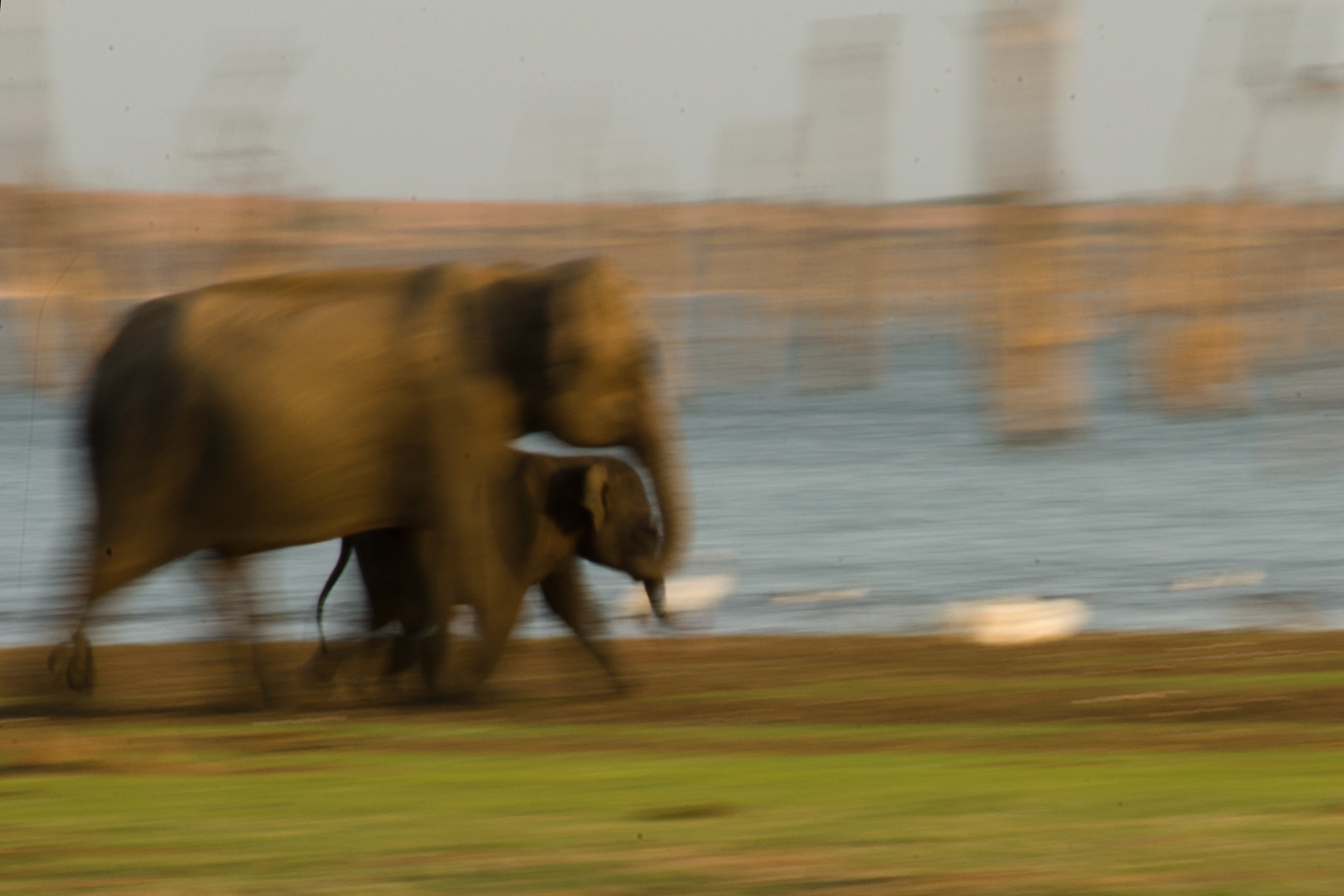 mom_baby_elephant_running.jpg