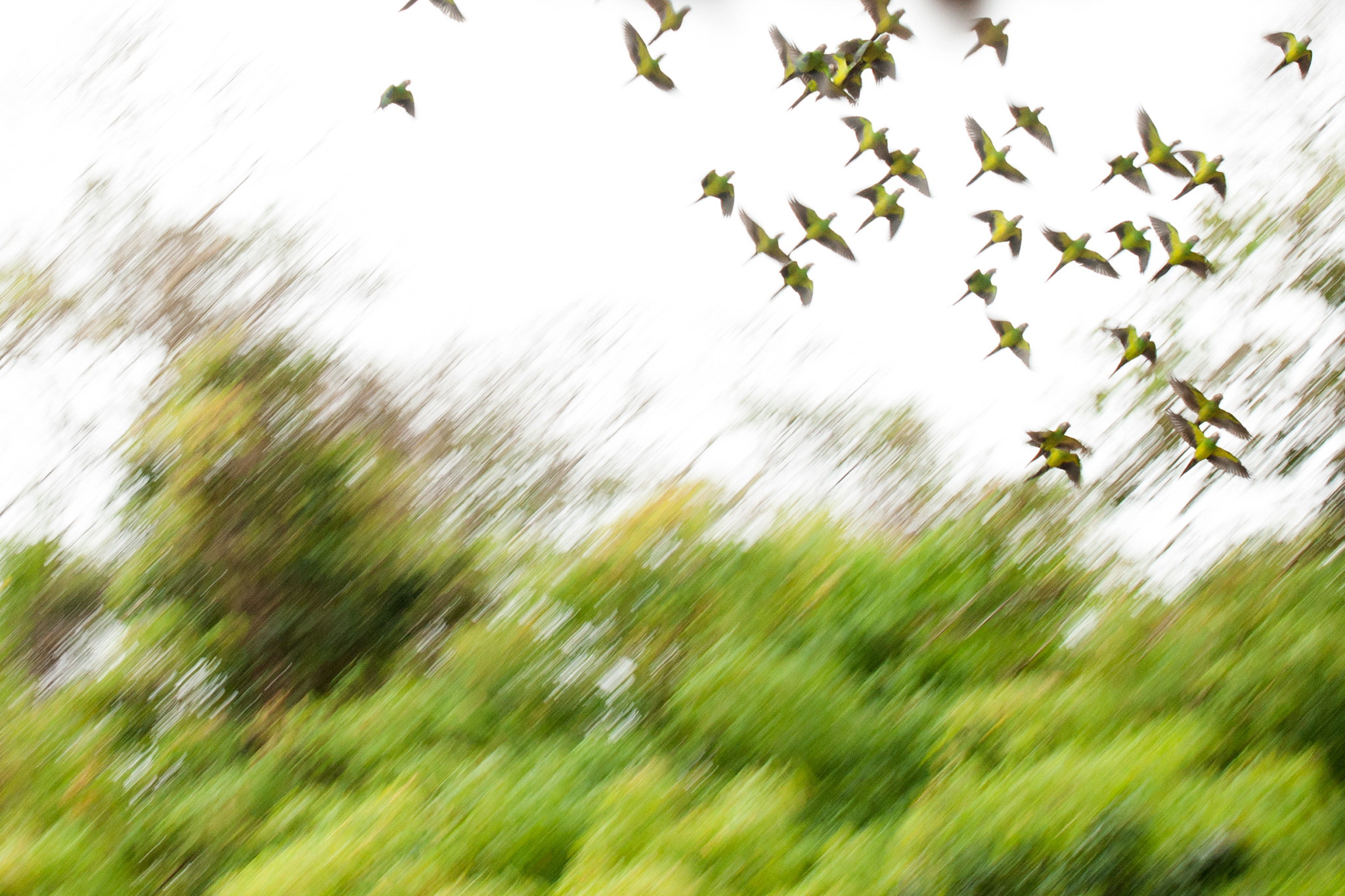 parrots_flight.jpg