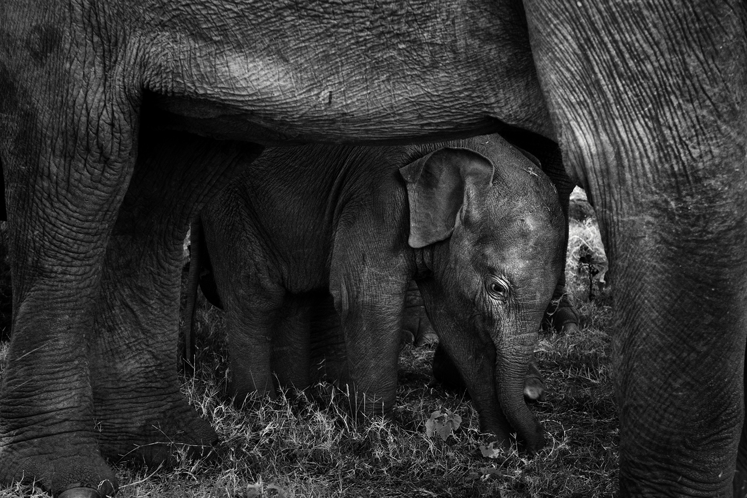 Sri Lanka