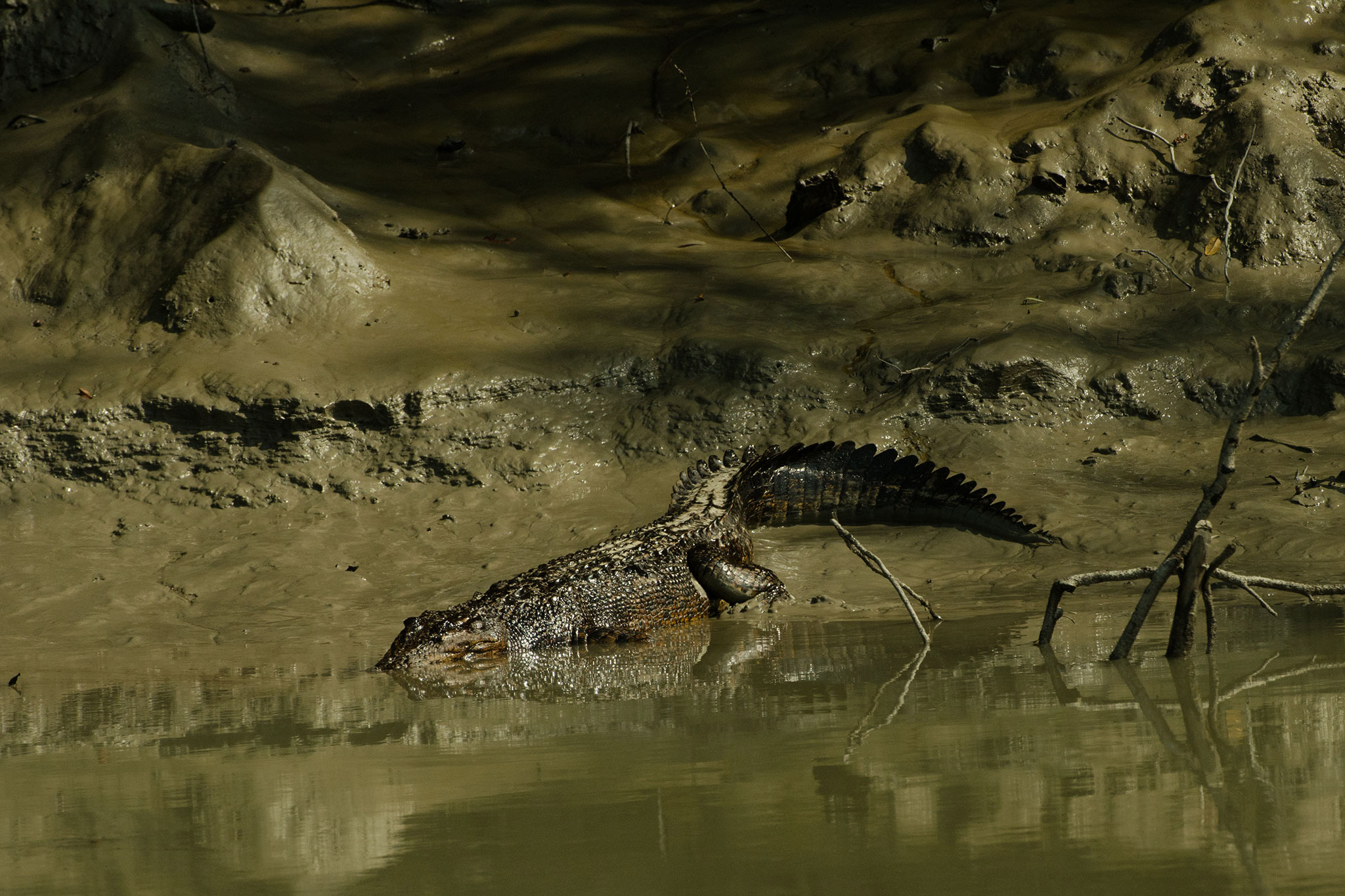 Oil-coated saltwater crocodile, Bangladesh