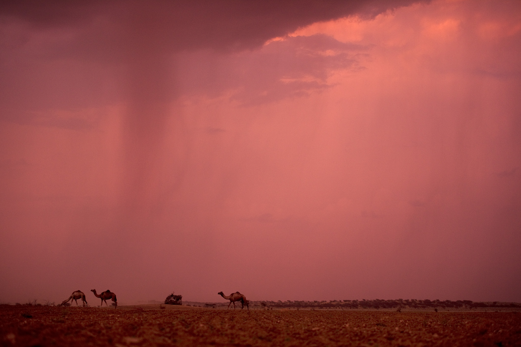 Thar desert, India