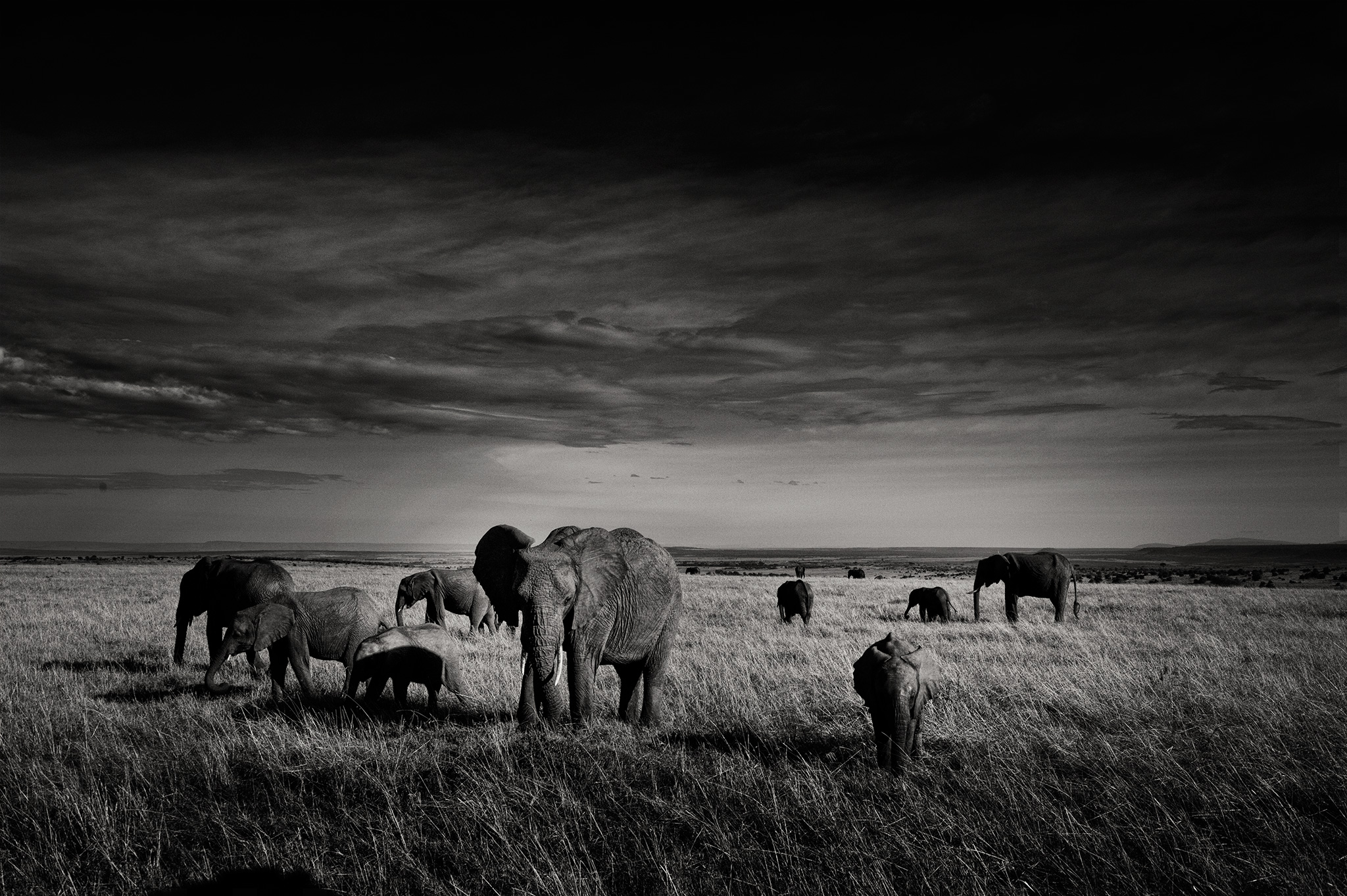 mara_elephants_tusker.jpg