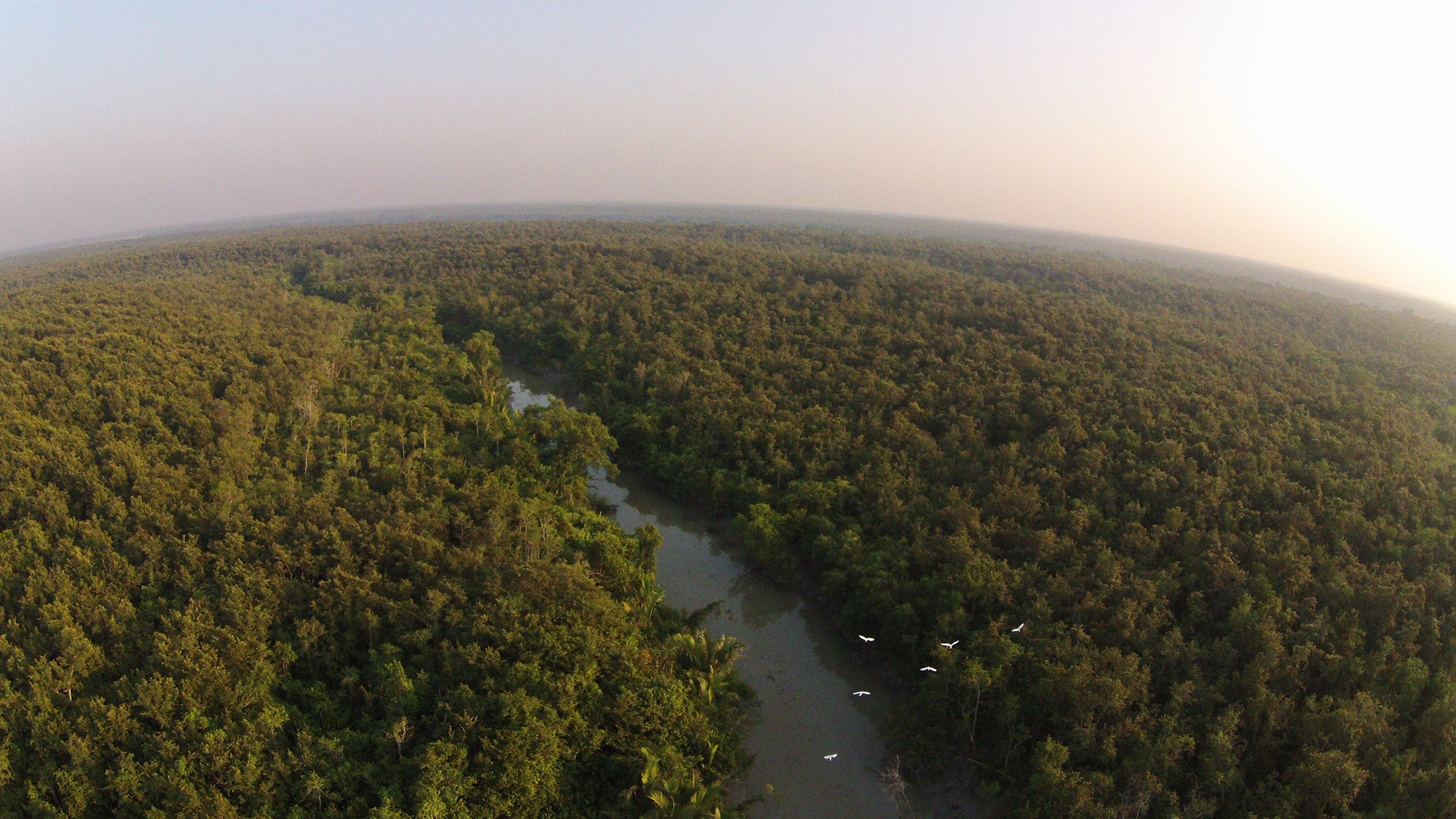sundarbans_egrets.jpg