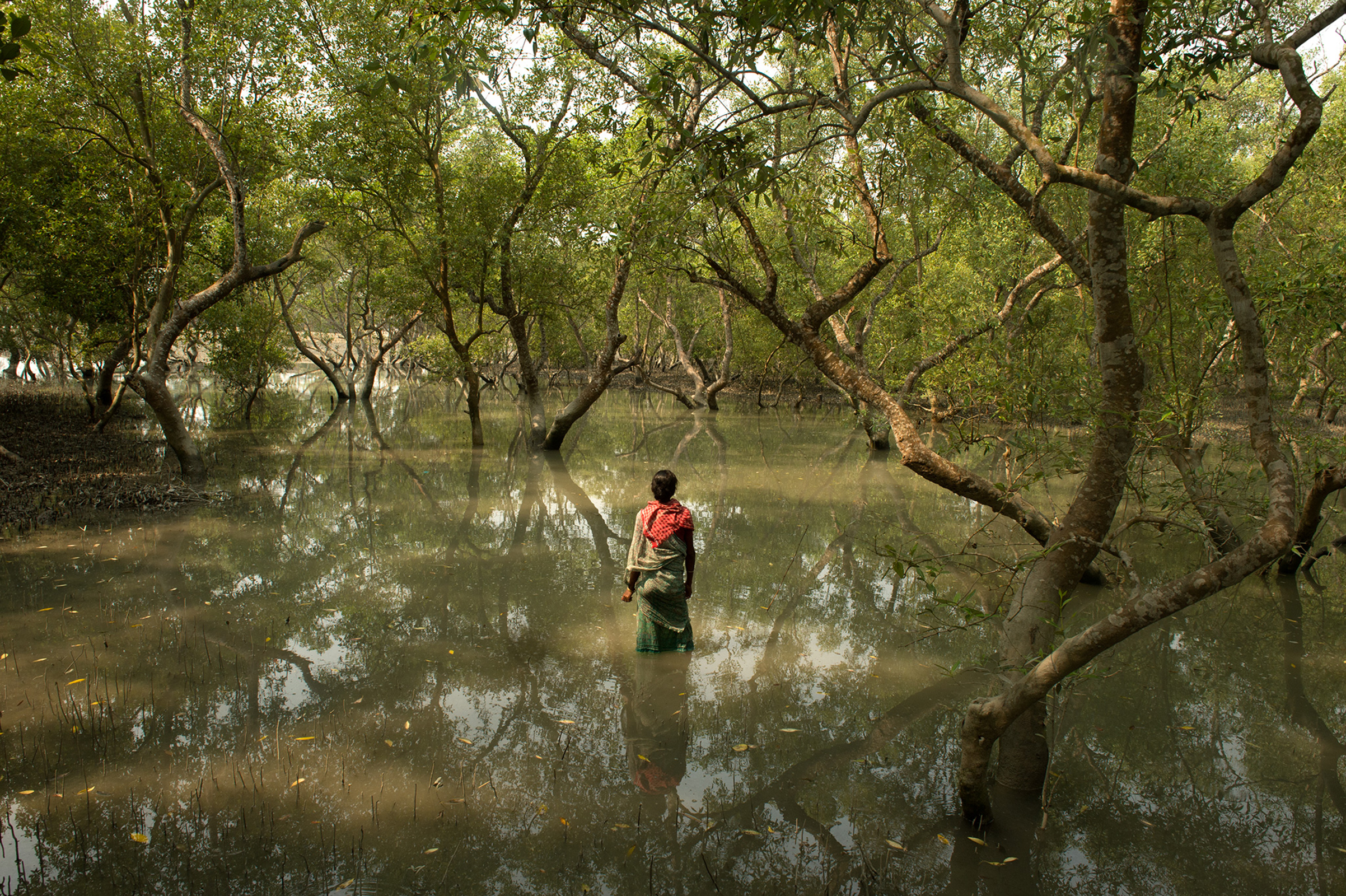 Sundarbans, India