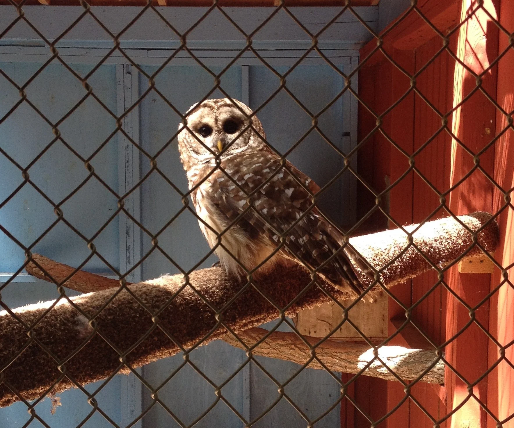 Raptor Trust.jpg