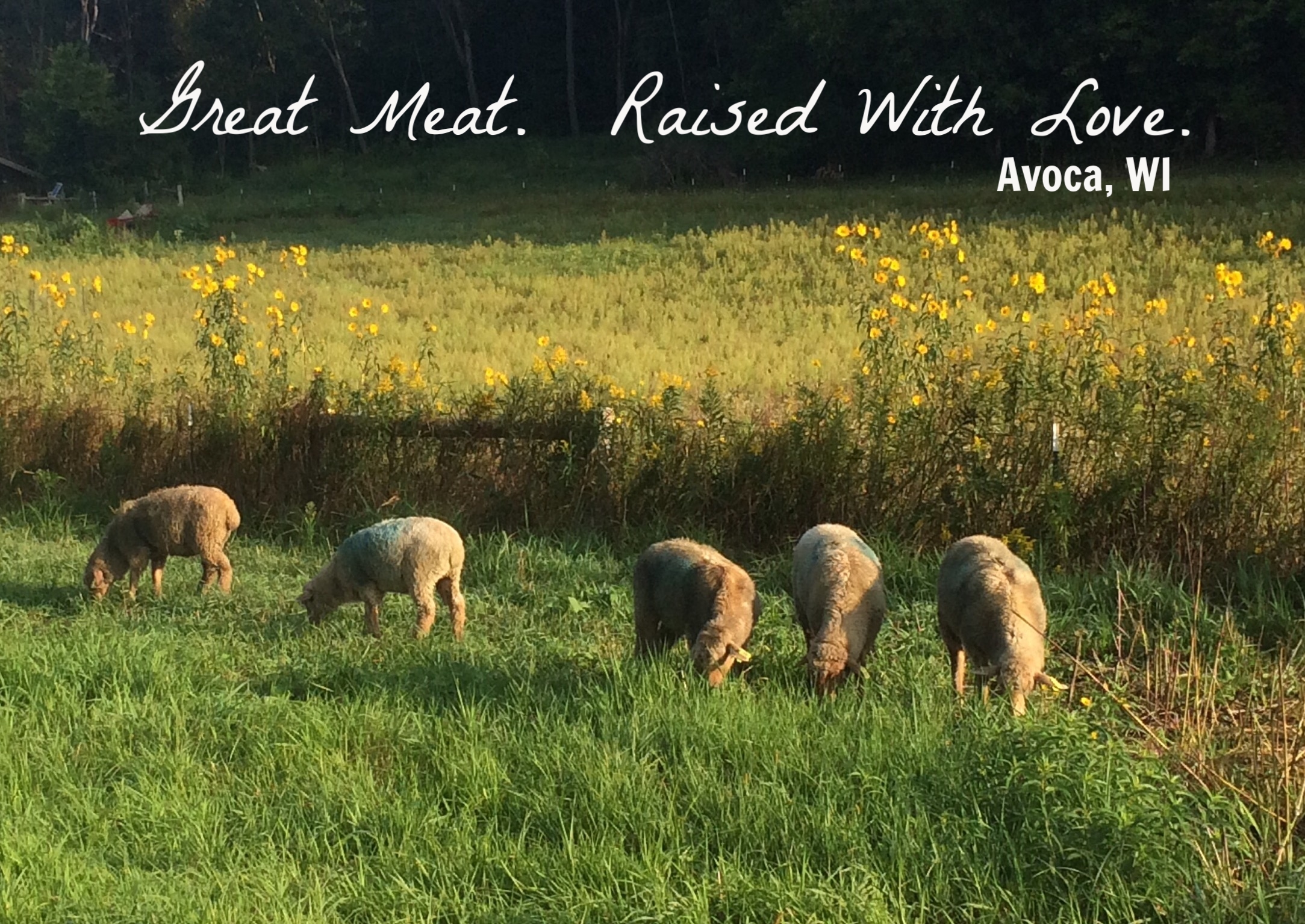 Lamb grass fed. Raised with Love. At Straight Forward Farm our lamb is 100% grass fed. Grass fed lamb is not the easiest to find, as it takes a great deal of farmer effort to keep a lush grass rotation in front of sheep. But we find the results to be very rewarding. 