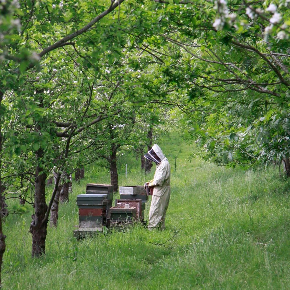 OrchardBeekeeping.jpg