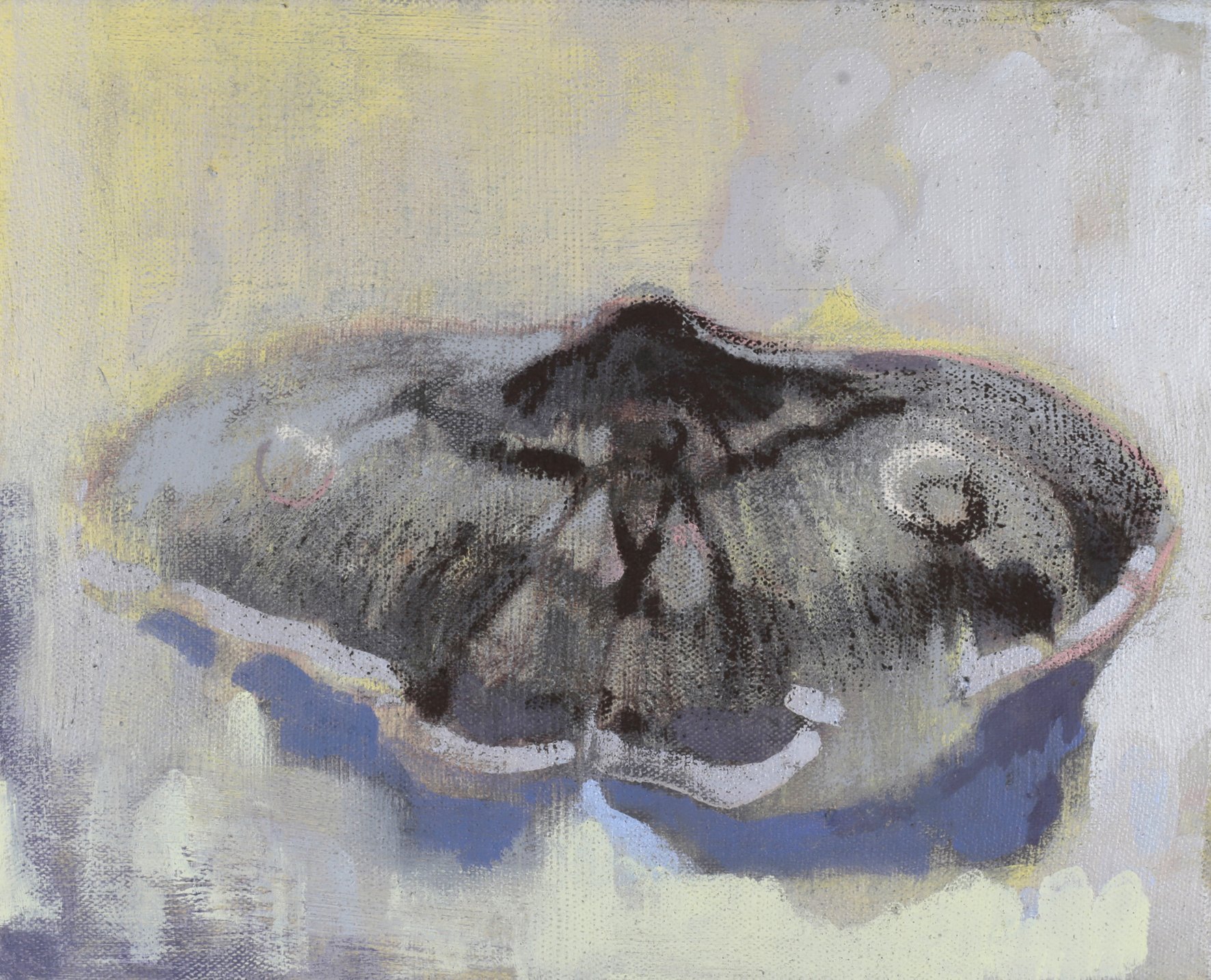  Étude de Phalène II, 2024 huile et pastel sur toile / oil and pastel on canvas  22 x 27 cm © Amélie Blanc 