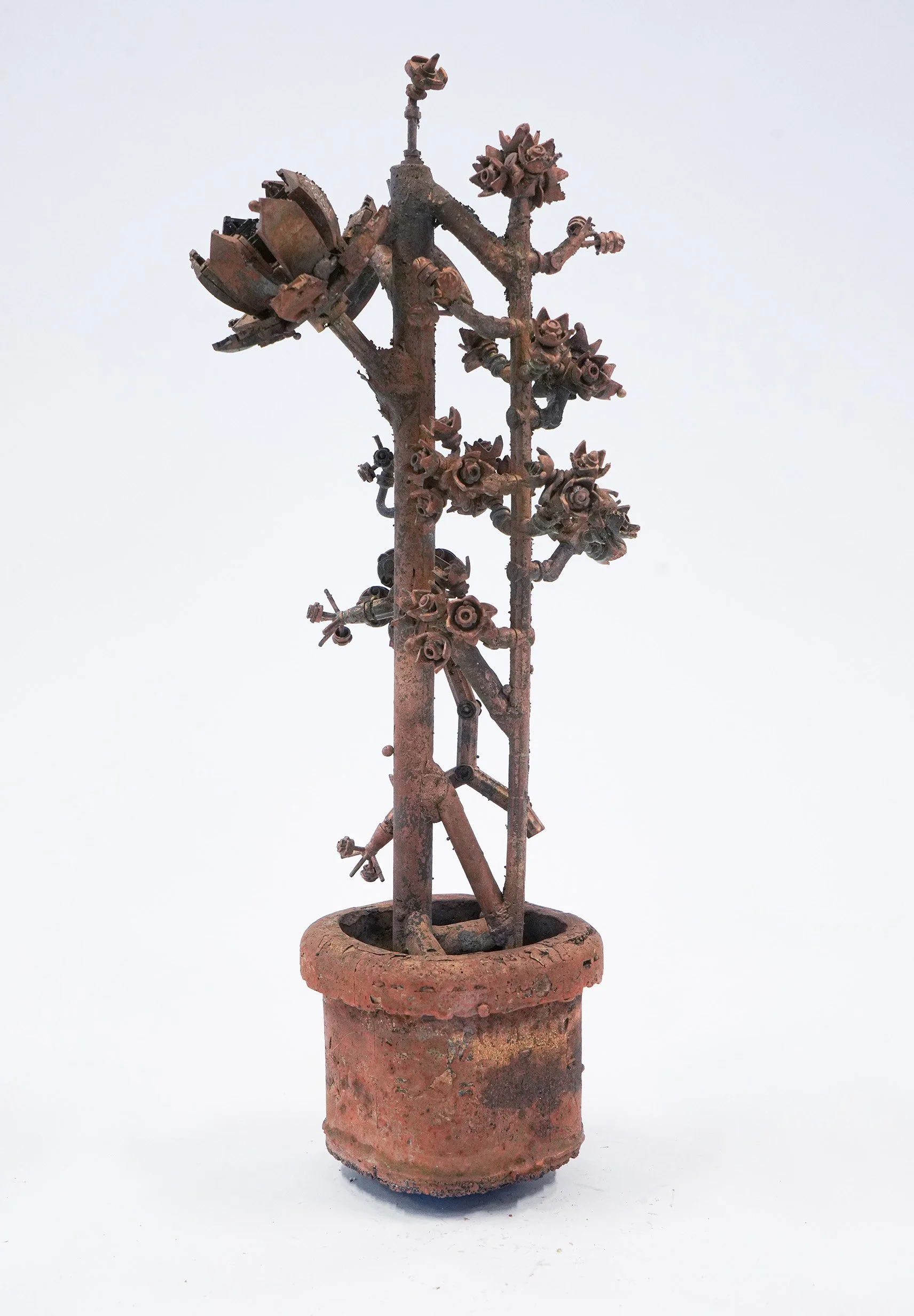 galerieSator_CHRISTIAN GONZENBACH_Plantas Botánicas Plásticas_2024_bronze tirage unique_hauteur 40 cm_WEB2.jpg