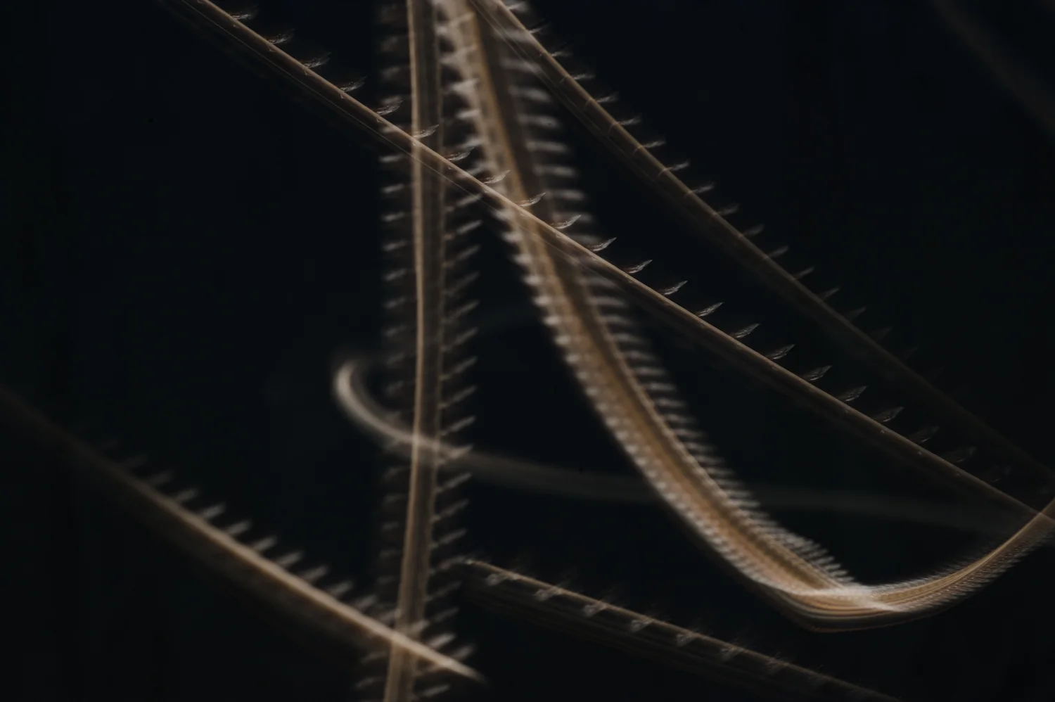 Hive-Drone_1152 copy 2.jpg