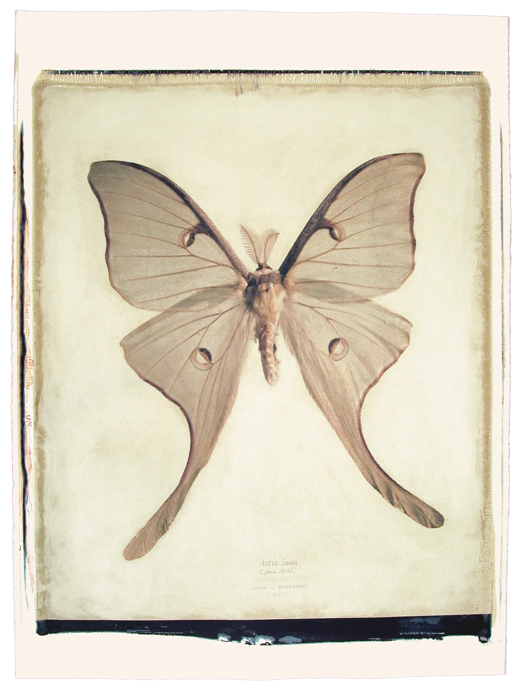 Actias luna (Luna Moth), 2001