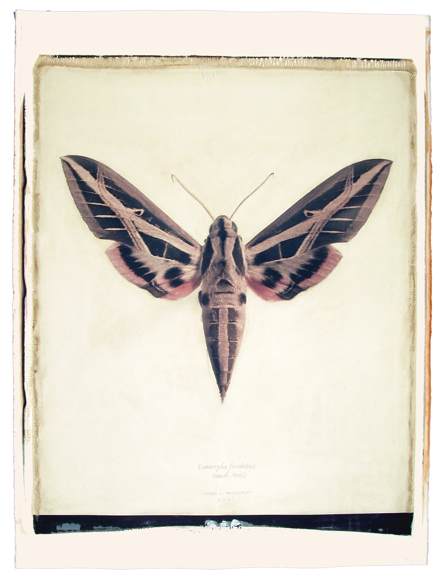 Eumorpha fasciatus (Hawk Moth), 2001