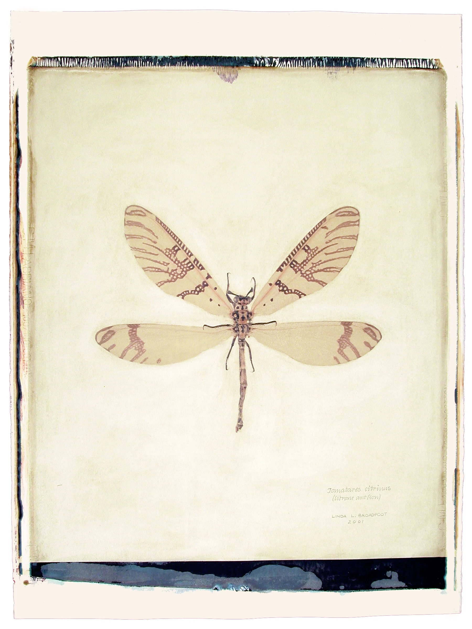 Tomatares citrinus (Citrone Antlion), 2001