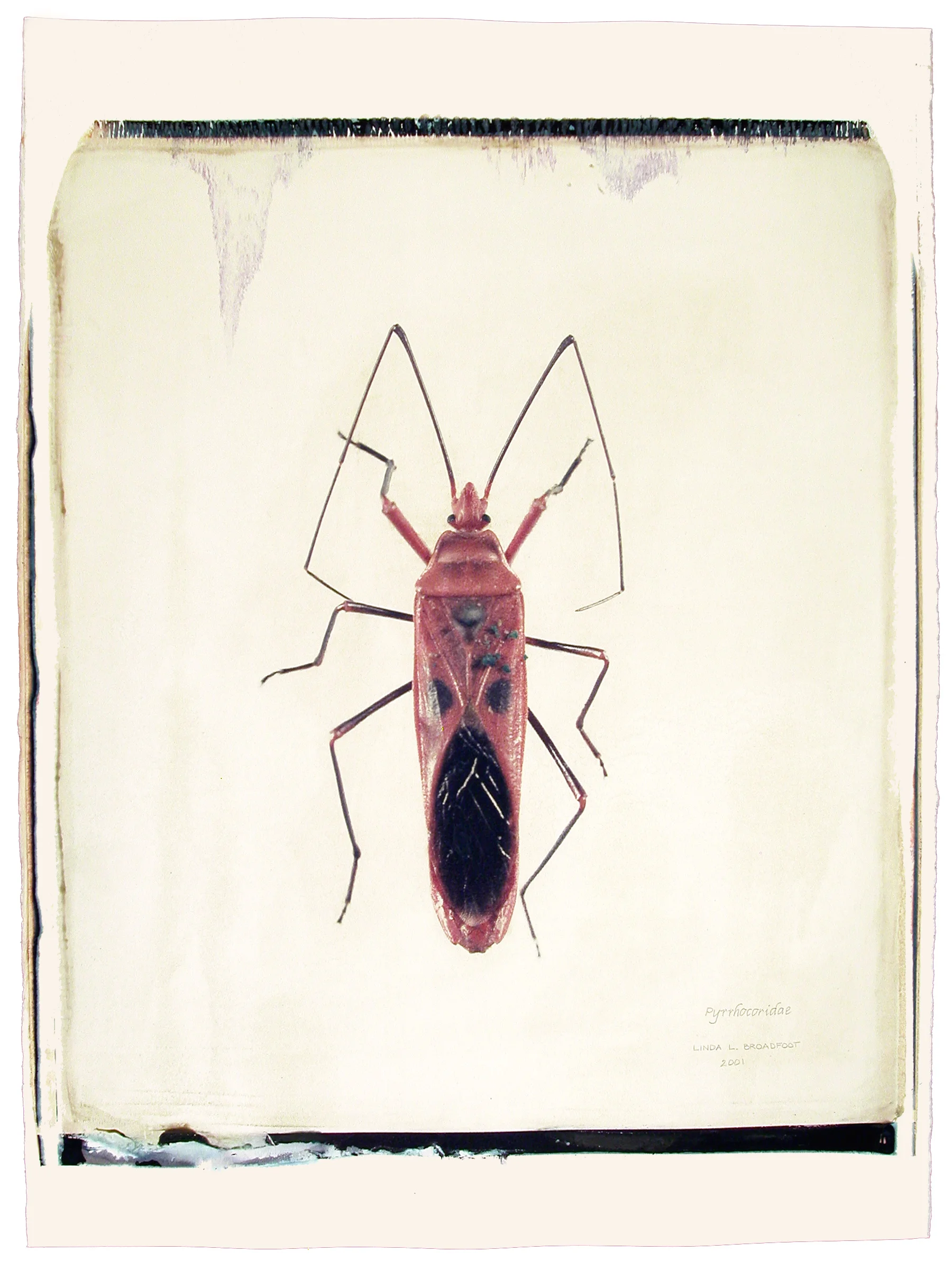 Pyrrhocoridae , 2001