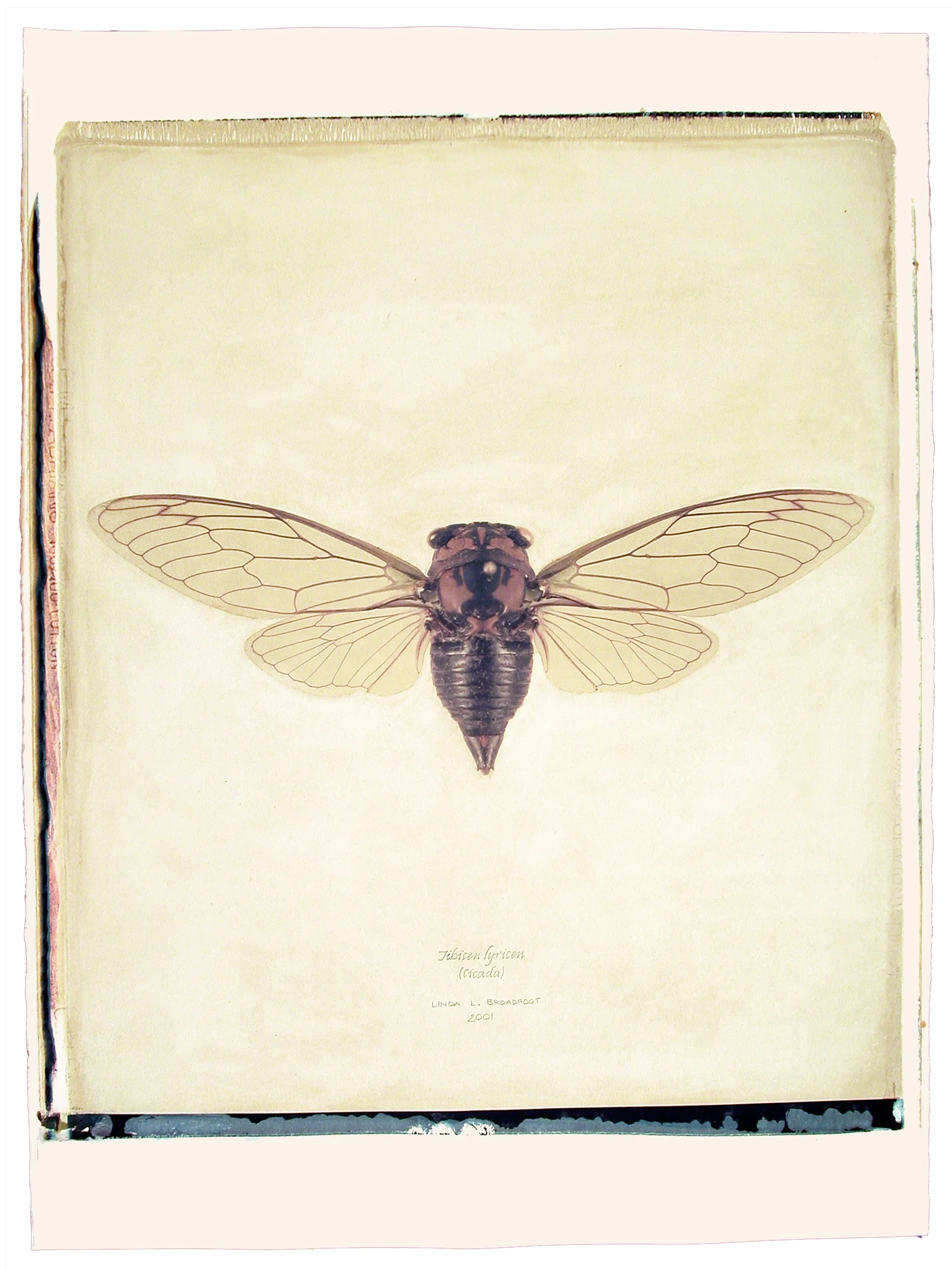 Tibicen lyricen (Cicada), 2001