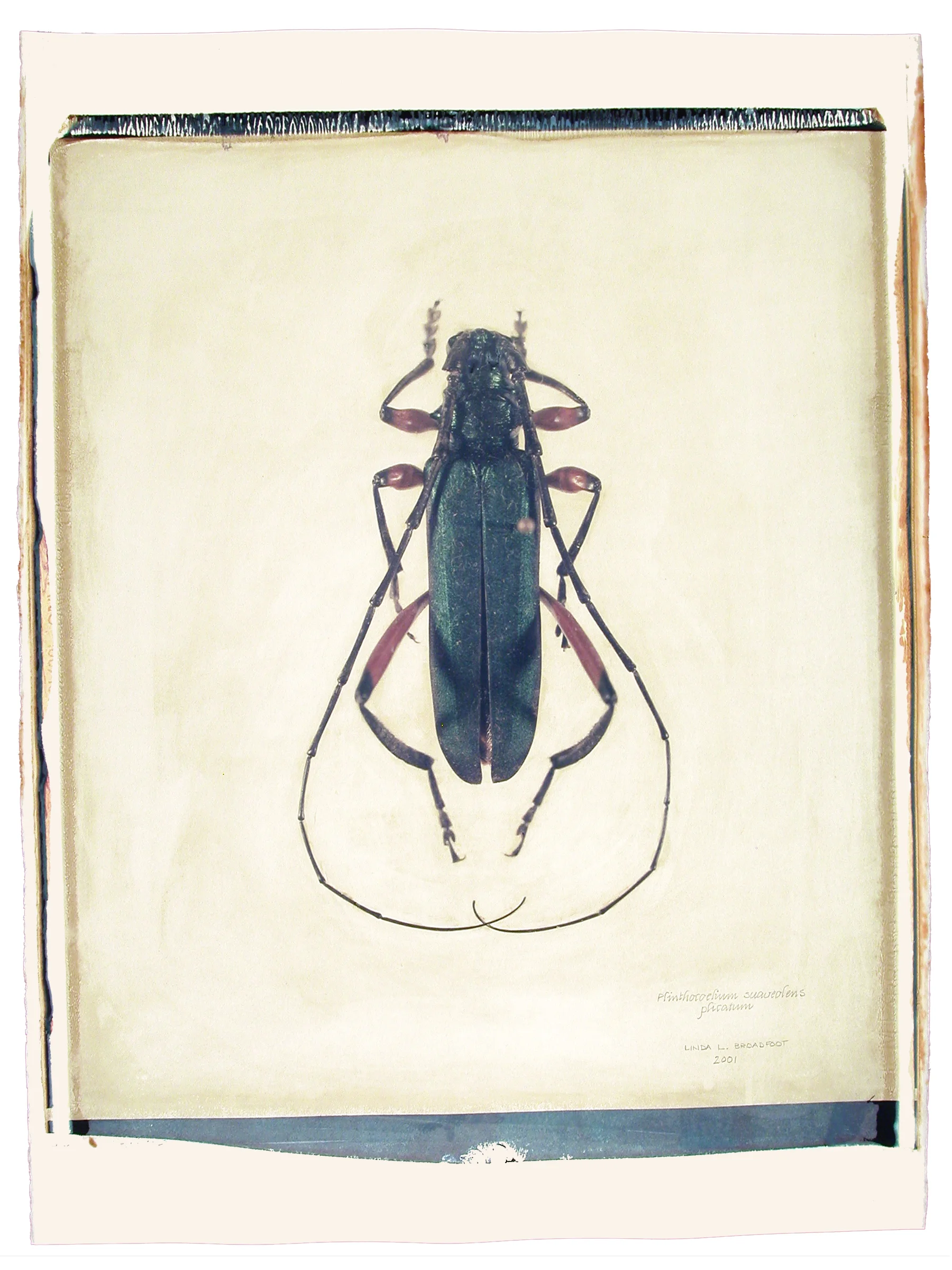 Plinthocoeleum suaveolens plicatum , 2001
