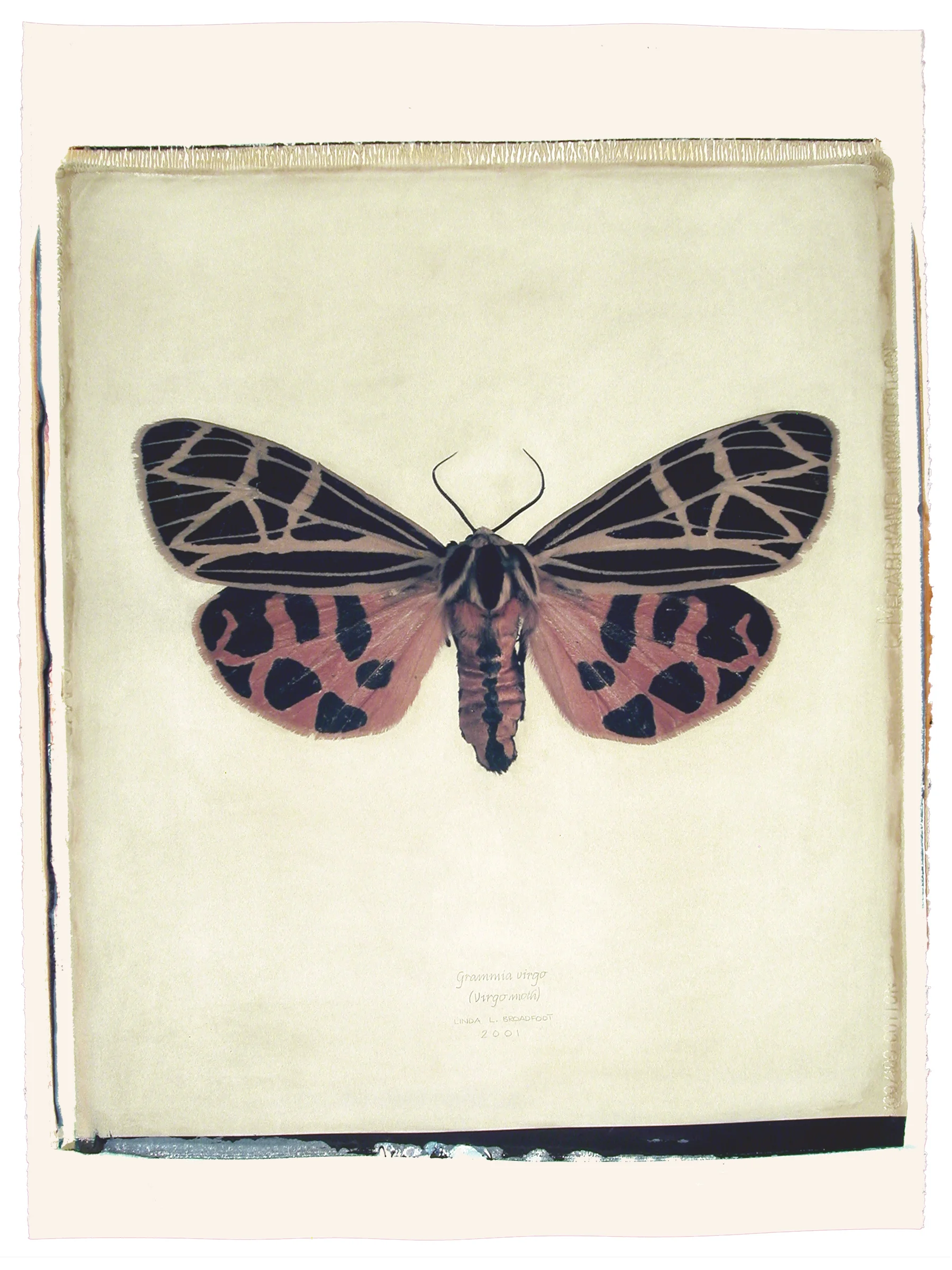 Grammia virgo (Virgo Moth), 2001