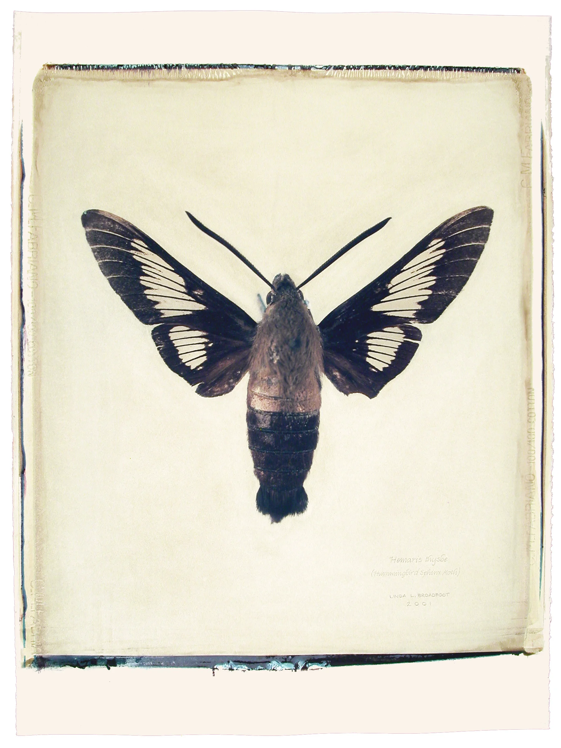 Hemaris thysbe (Hummingbird Sphinx Moth), 2001
