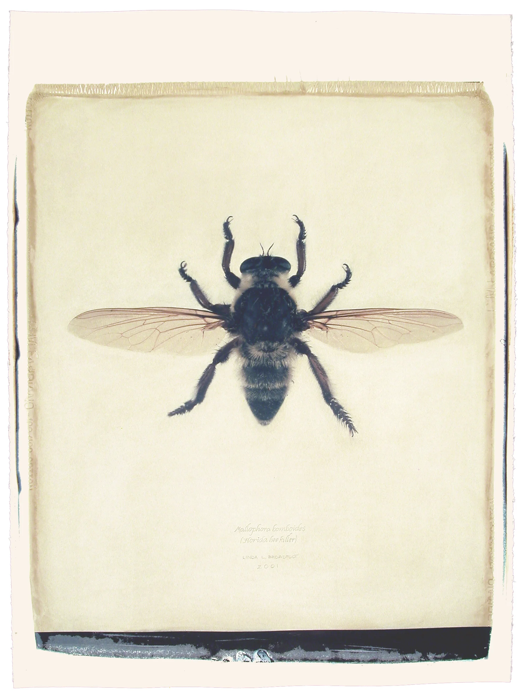 Mallophora bomboides (Florida Bee Killer), 2001