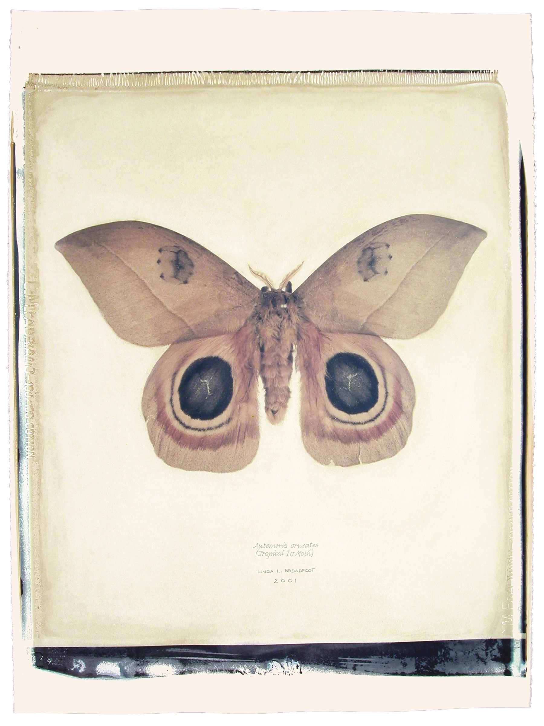 Automeris orneates (Tropical Io Moth), 2001
