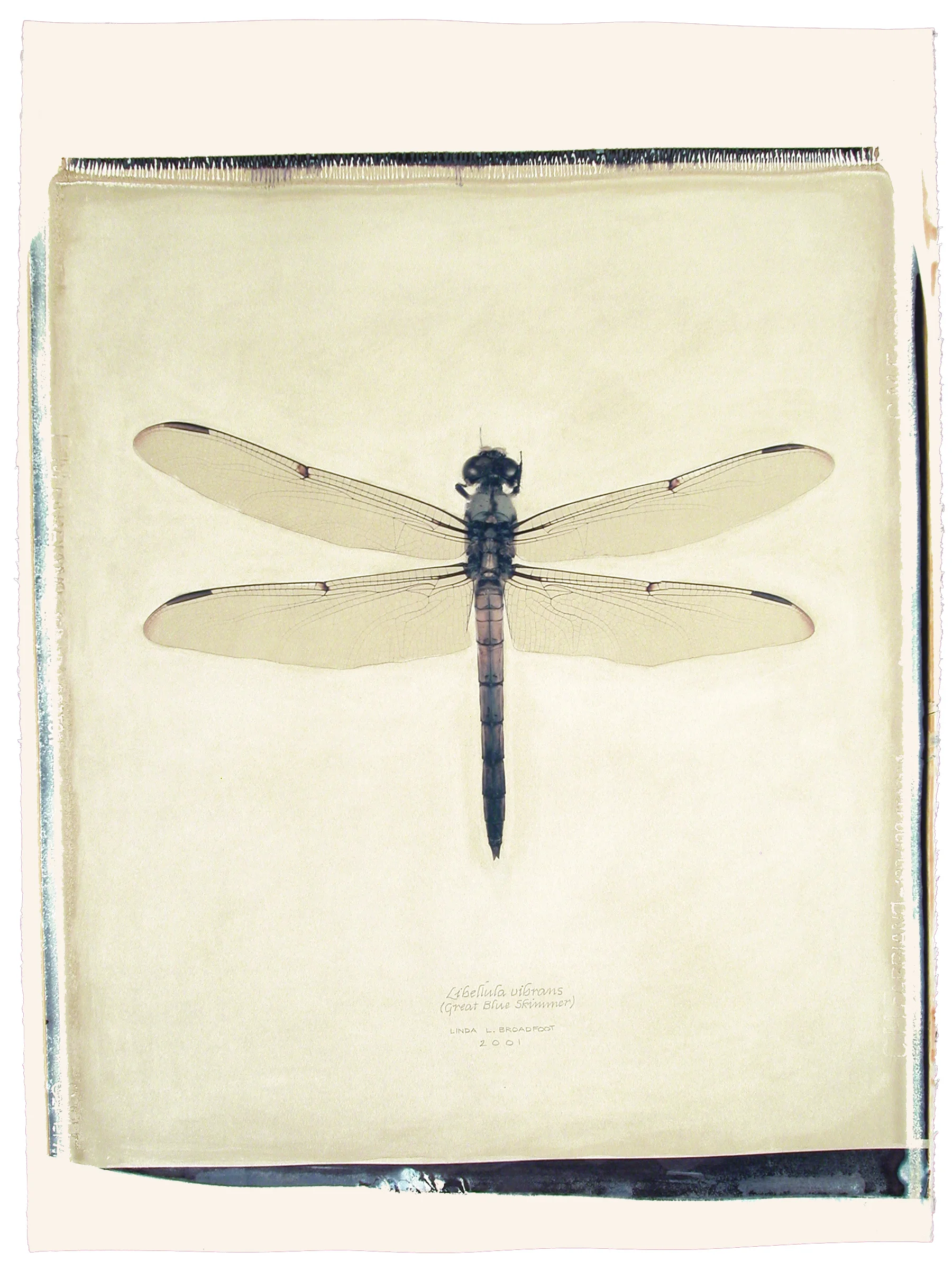 Libellula vibrans (Great Blue Skimmer), 2001