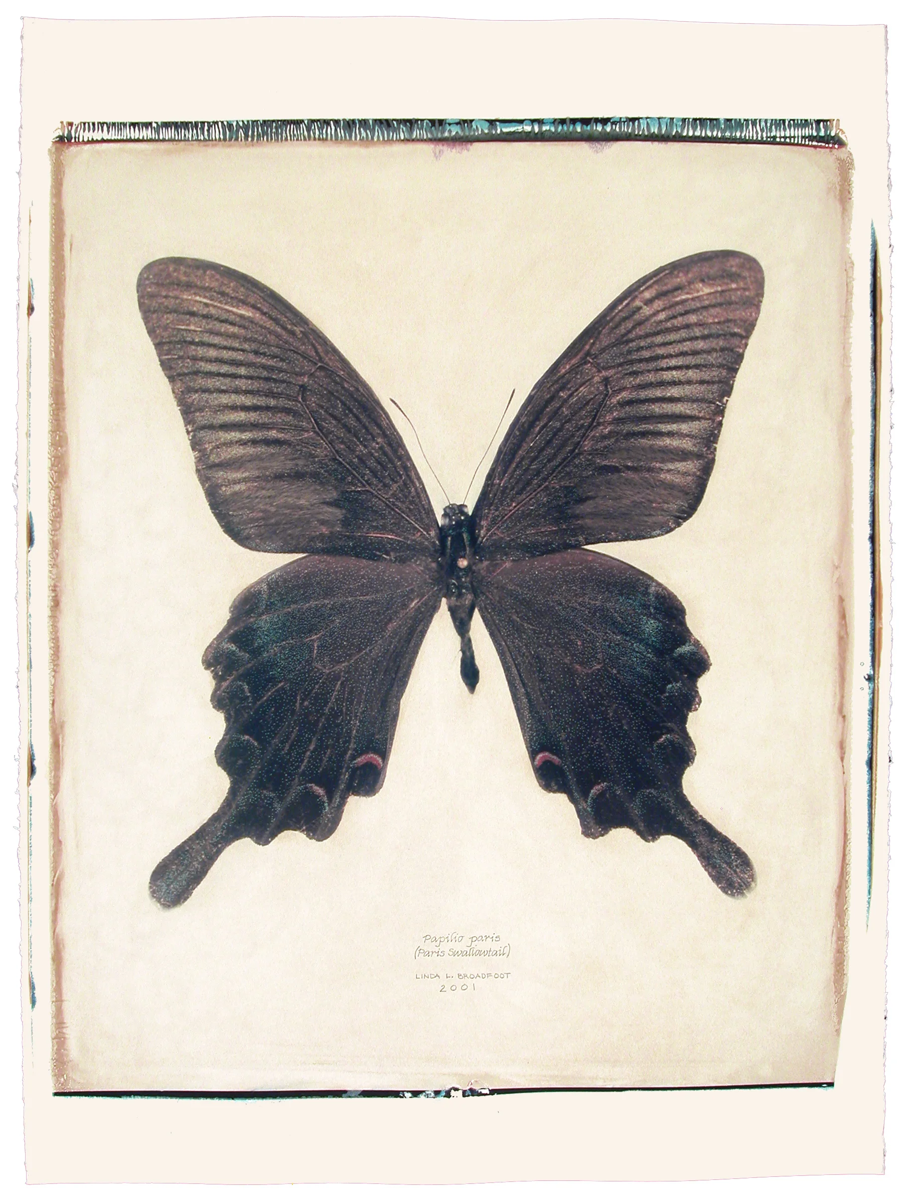 Papilio paris (Paris Swallowtail), 2001
