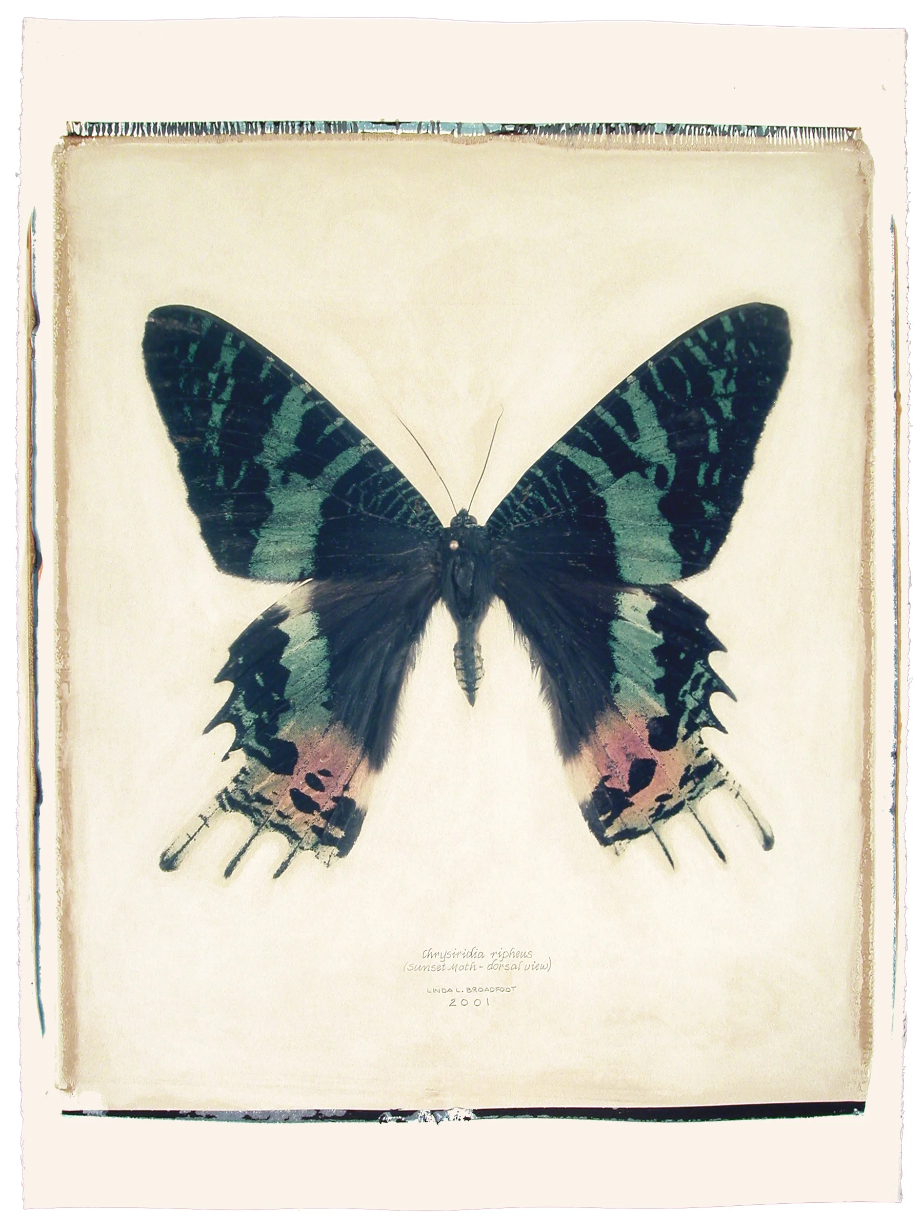 Chrysiridia ripheus (Sunset Moth), dorsal view, 2001