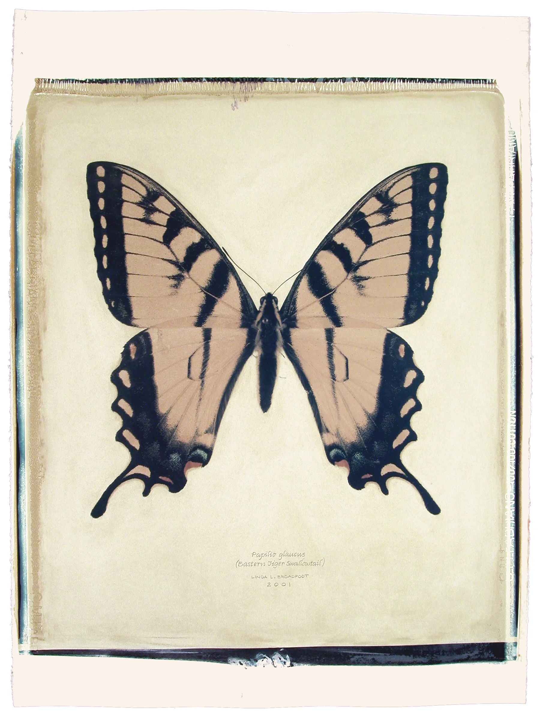 Papilio glaucus (Eastern Tiger Swallowtail), 2001