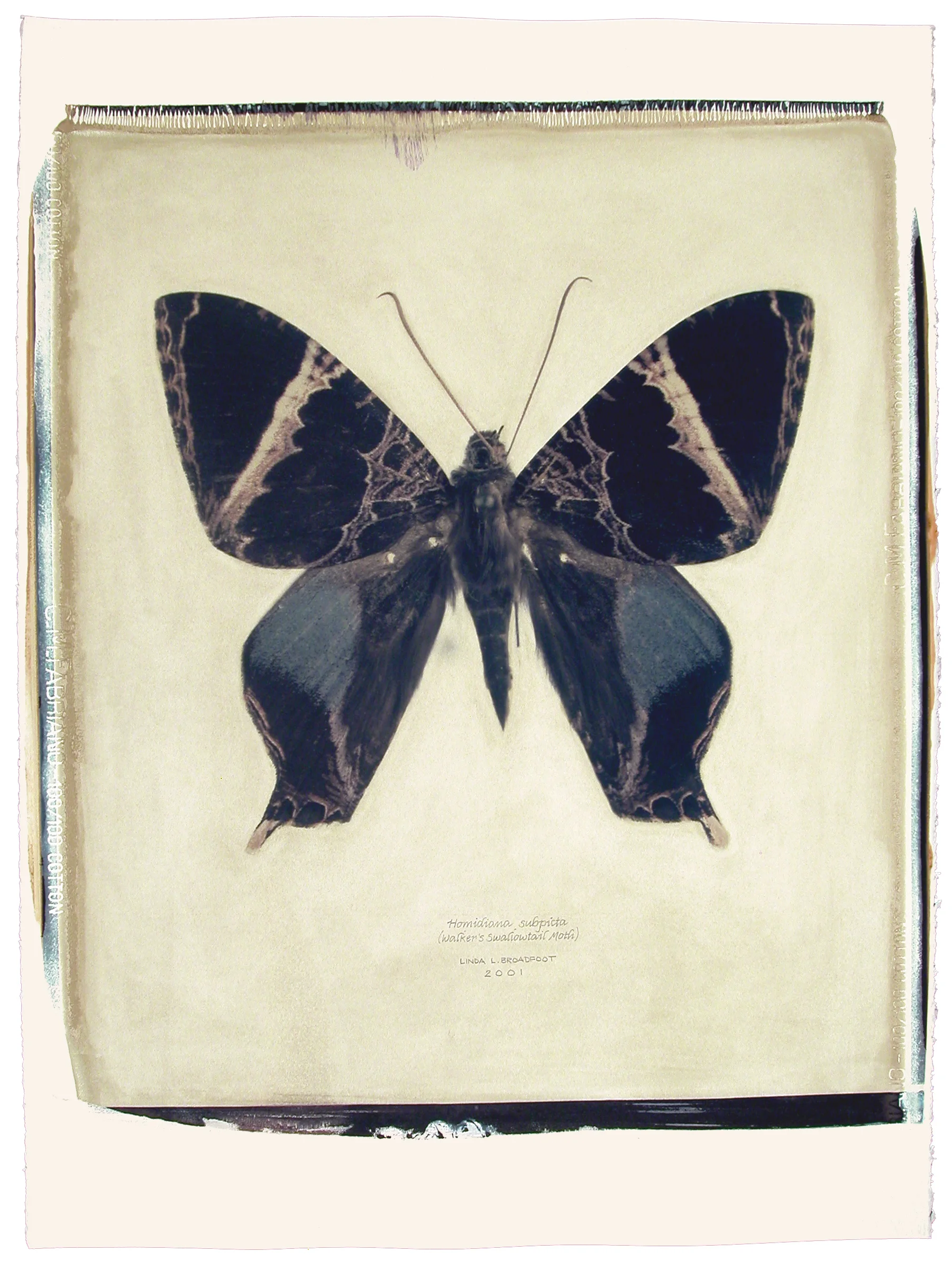 Homidiana subpicta (Walker’s Swallowtail Moth), 2001