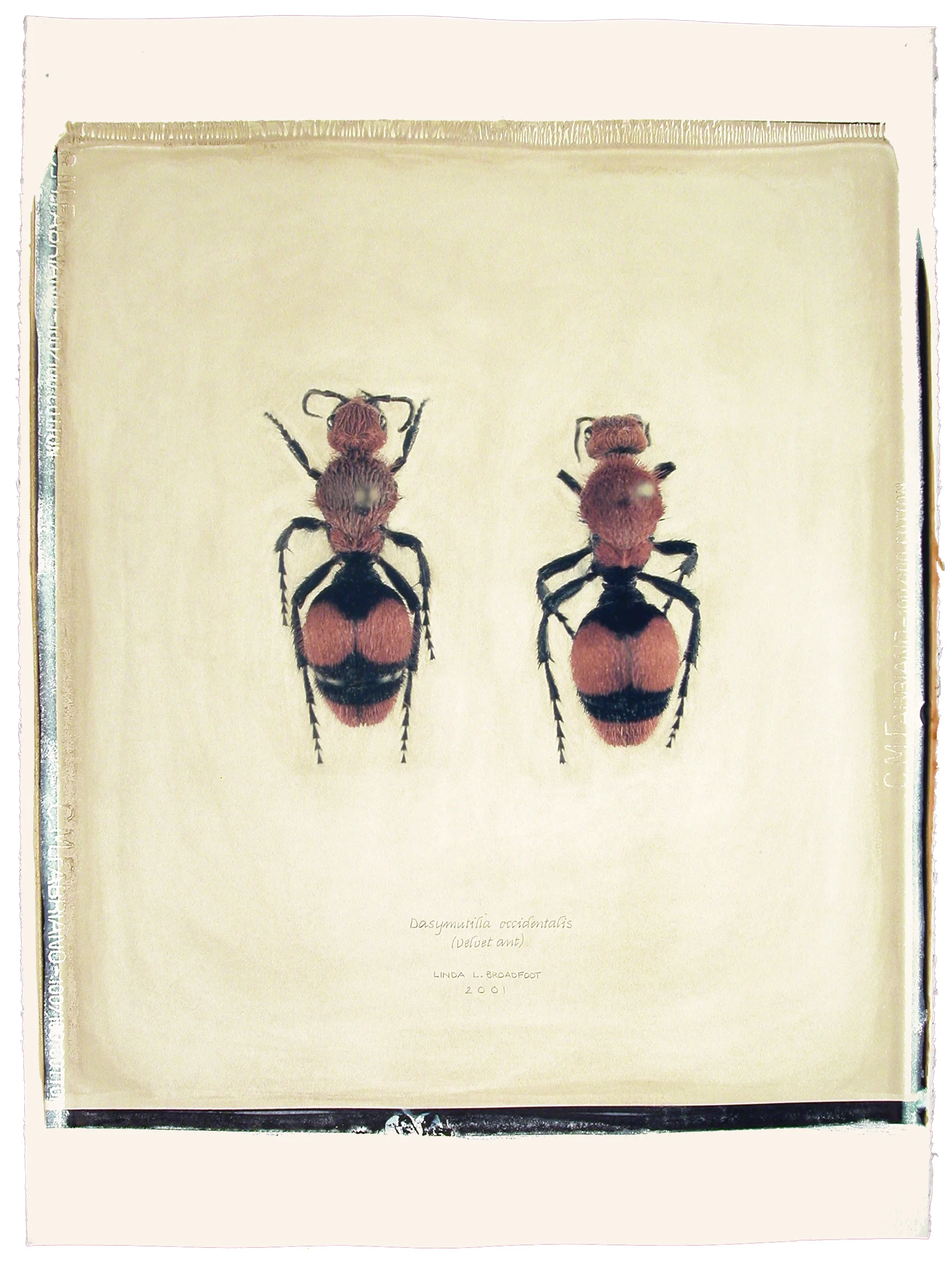 Dasymutilla occidentalis (Velvet Ant), 2001