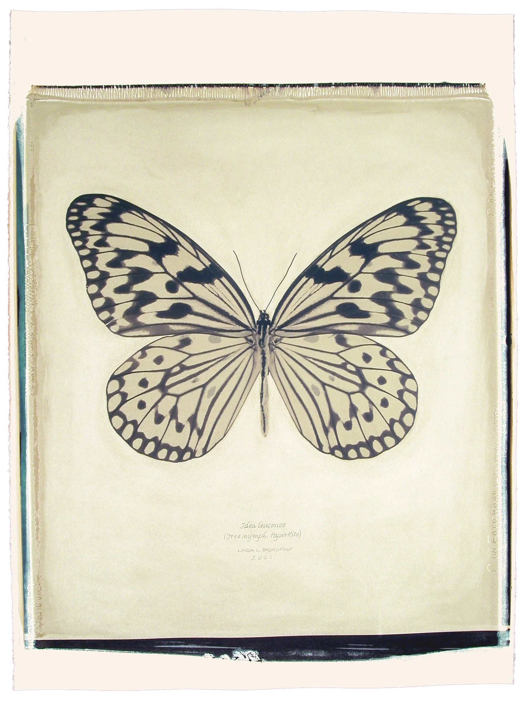 Idea leuconoe (Tree Nymph, Paper Kite), 2001