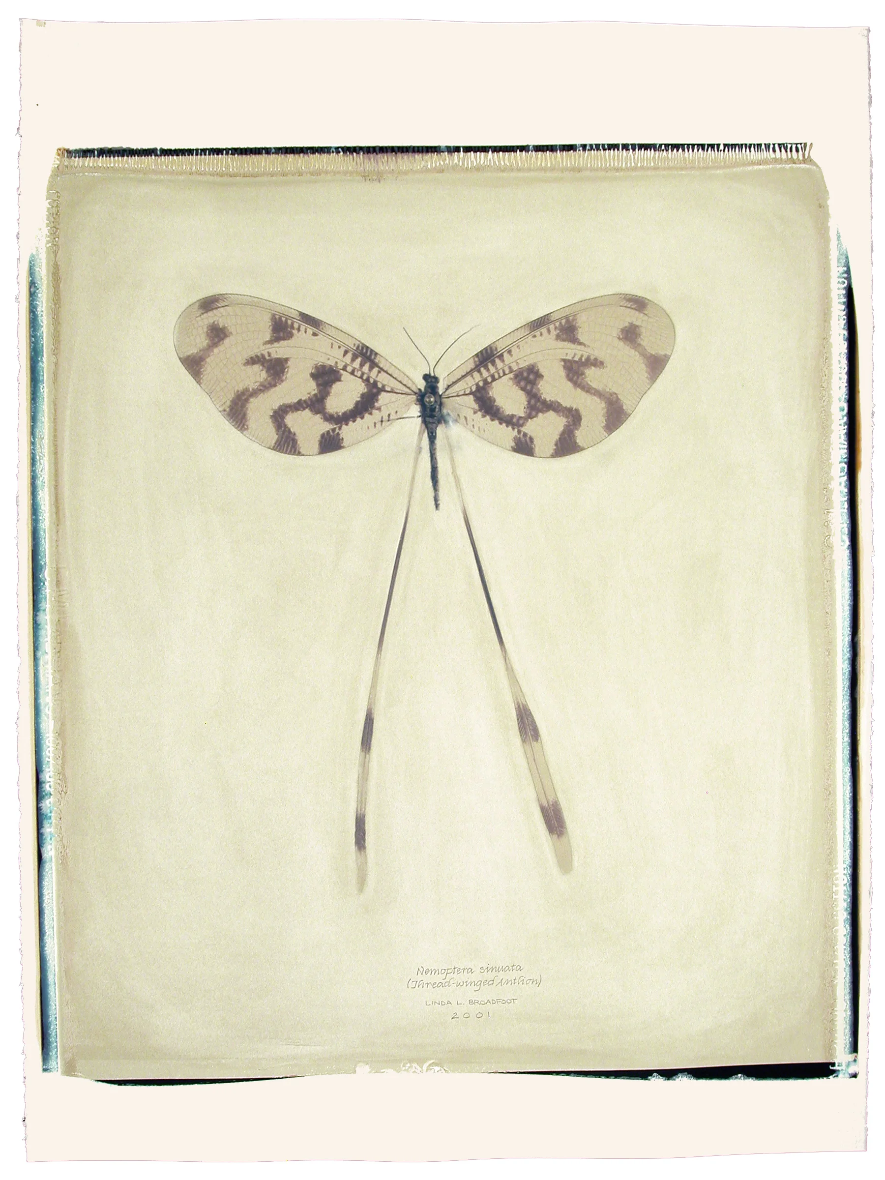 Nemoptera sinuata (Thread-winged Antlion), 2001