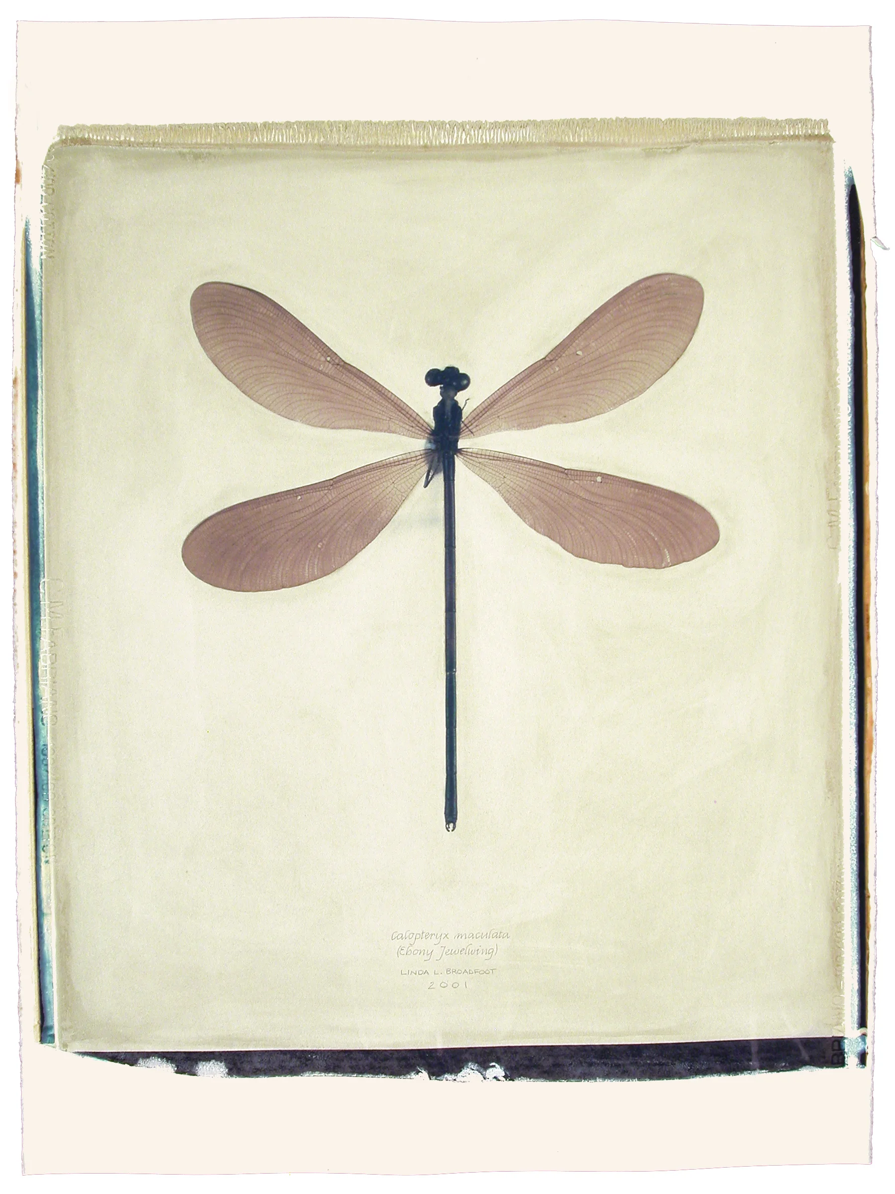 Calopteryx maculata (Ebony Jewelwing), 2001