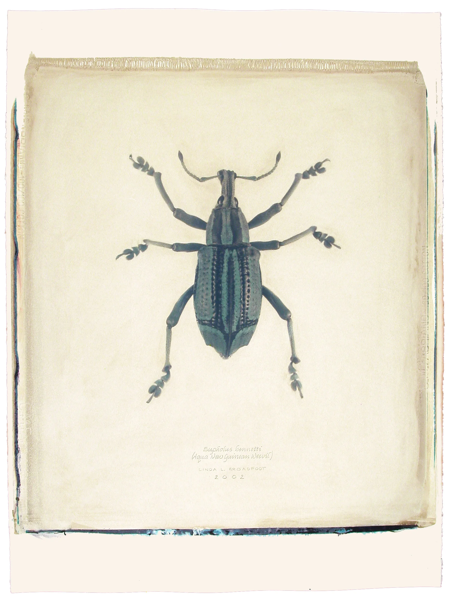 Eupholus bennetti (Aqua New Guinean Weevil), 2002