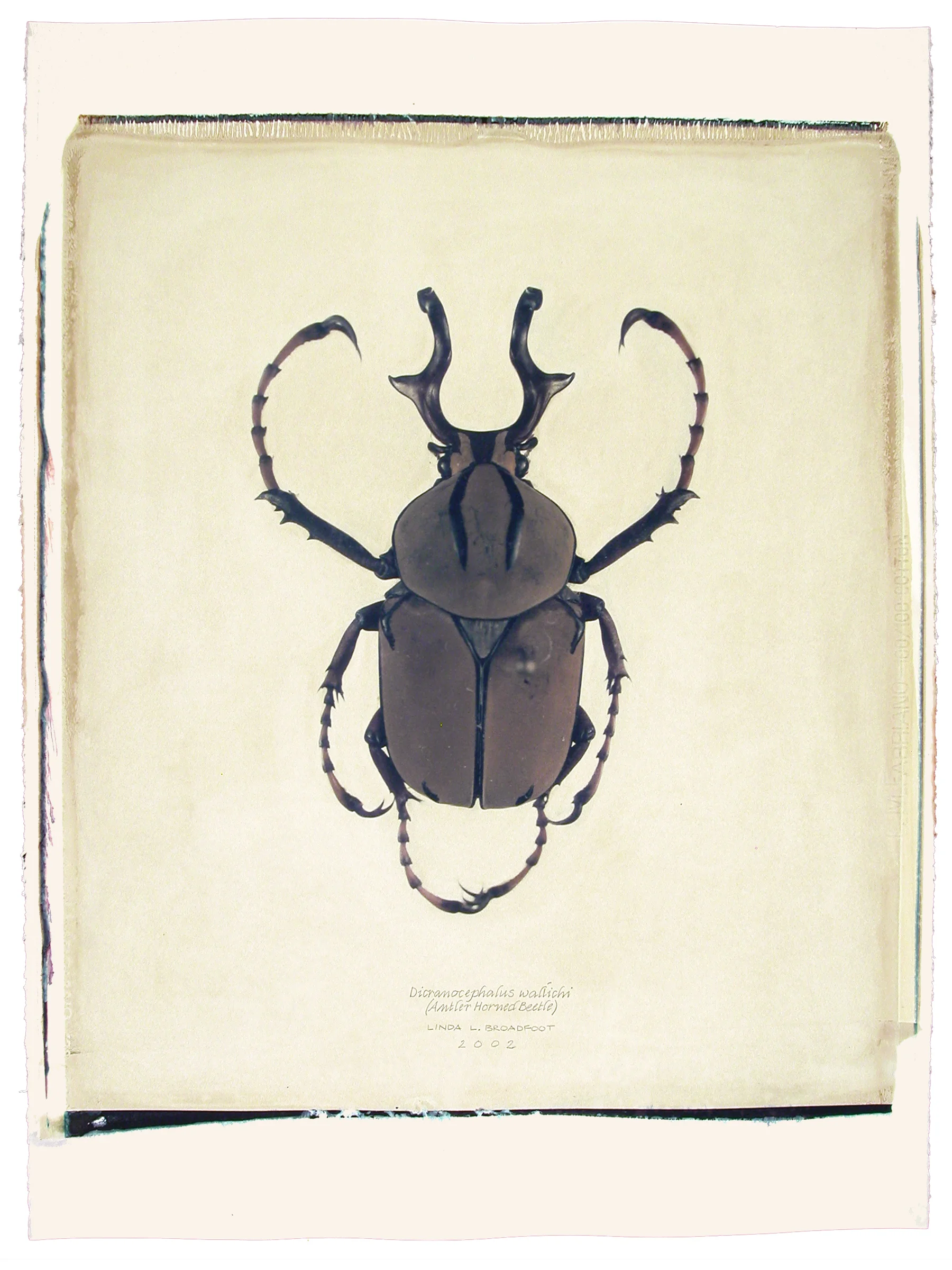 Dicranocephalus wallichi (Antler Horned Beetle), 2002