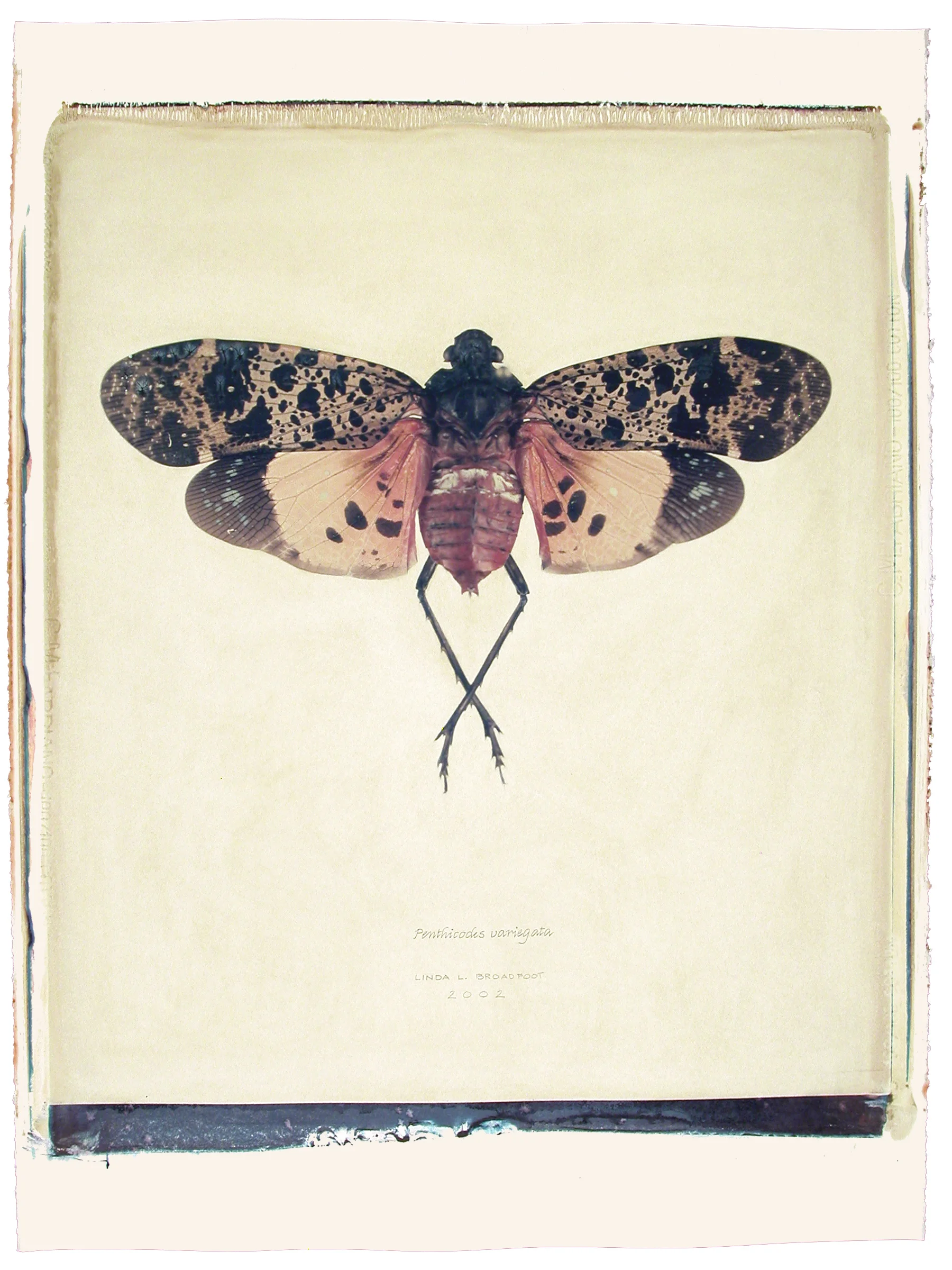 Penthicodes variegata (Coat-of-Many-Colors Bug), 2002