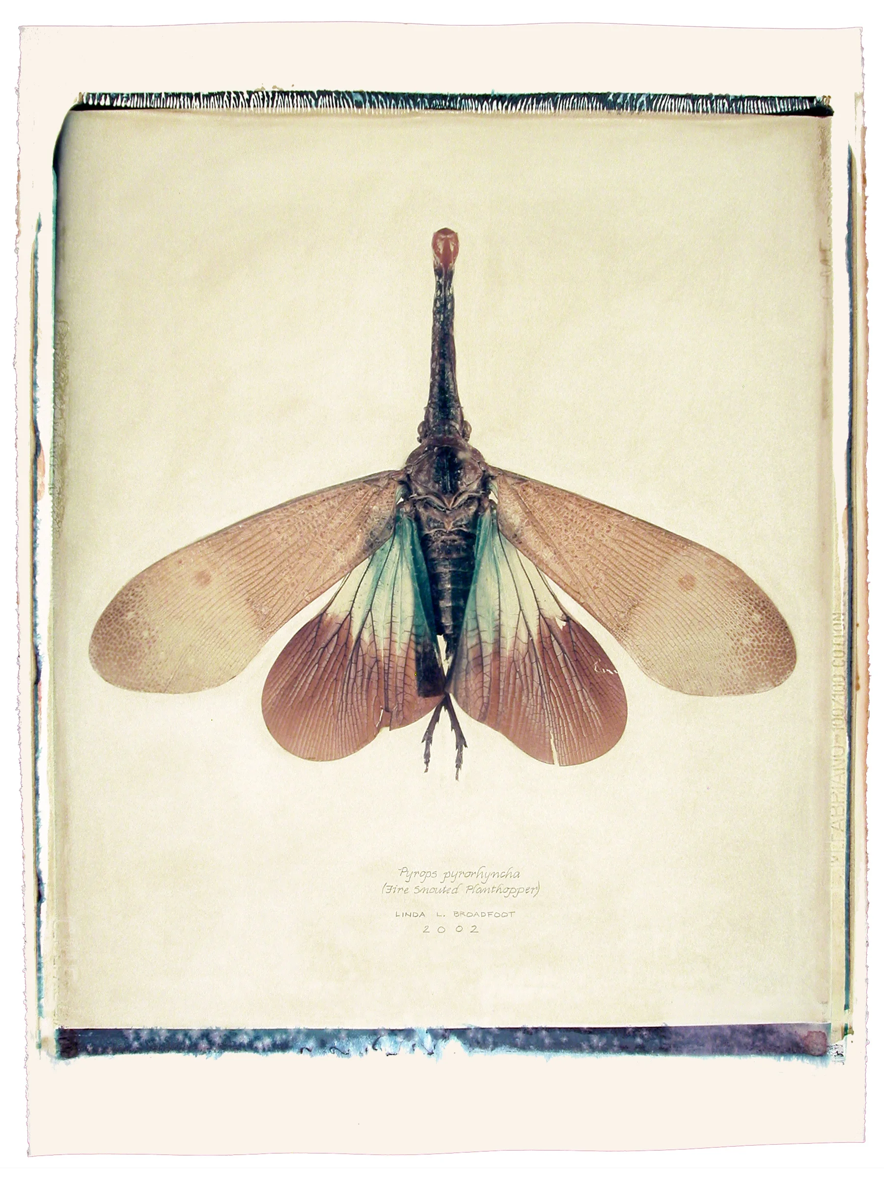 Pyrops pyrorhyncha (Fire Snouted Planthopper), 2002