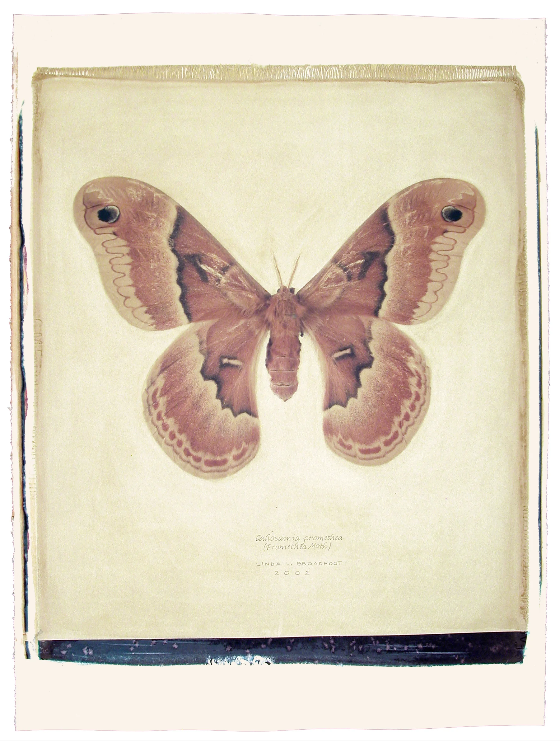 Callosamia promethea (Promethea Moth), 2002