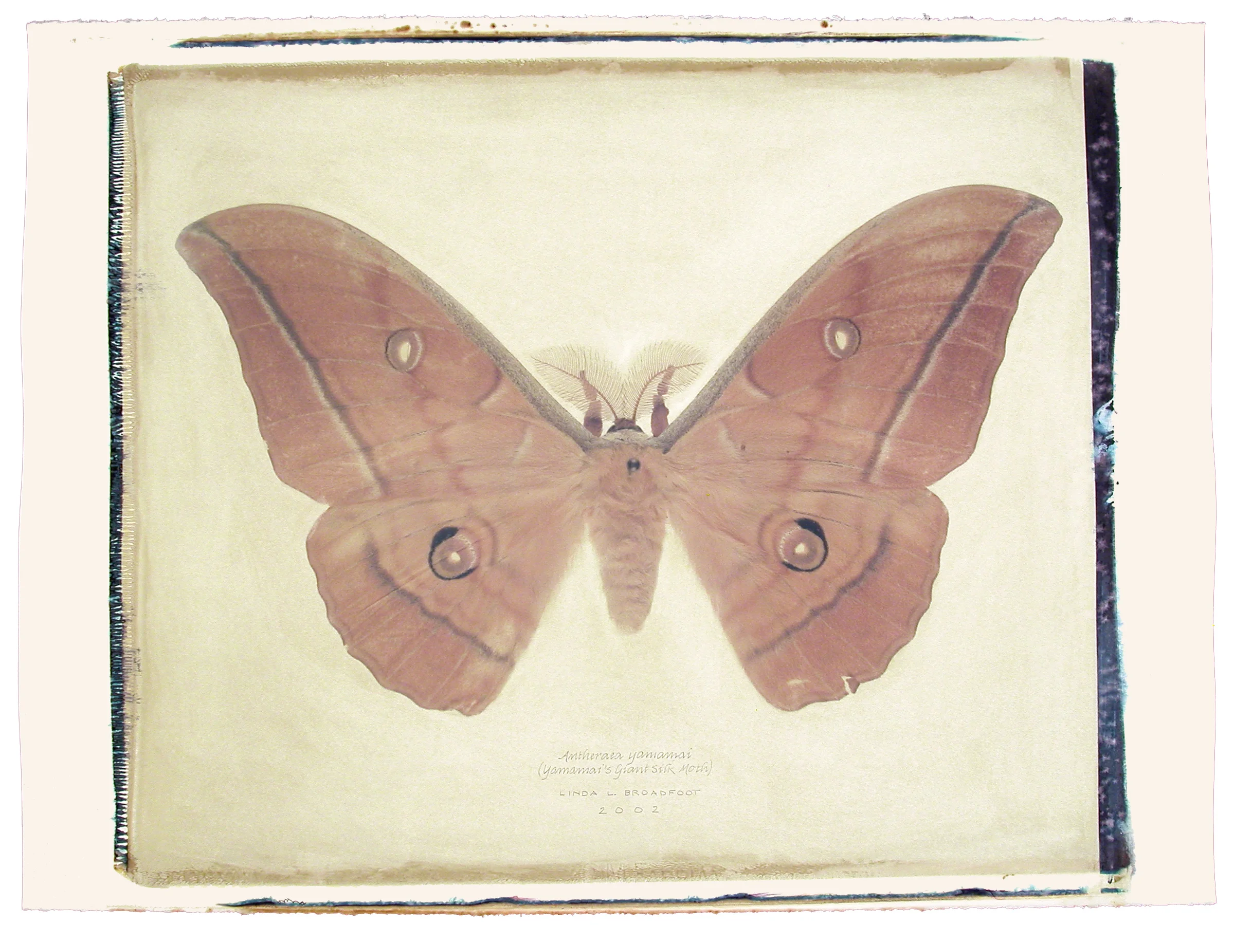 Antheraea yamamai (Yamamai's Giant Silk Moth), 2002