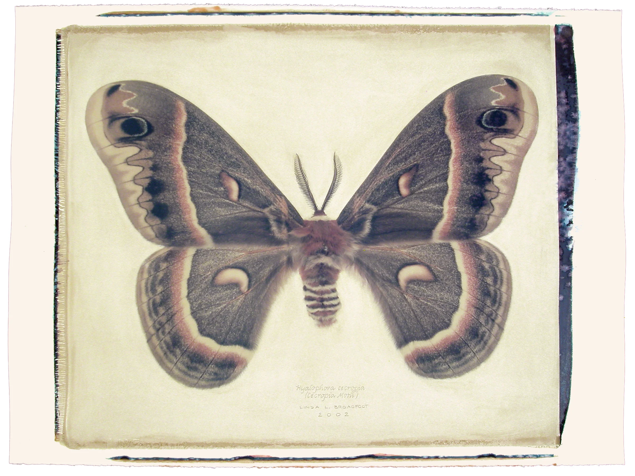 Hyalophora cecropia (Cecropia Moth), 2002
