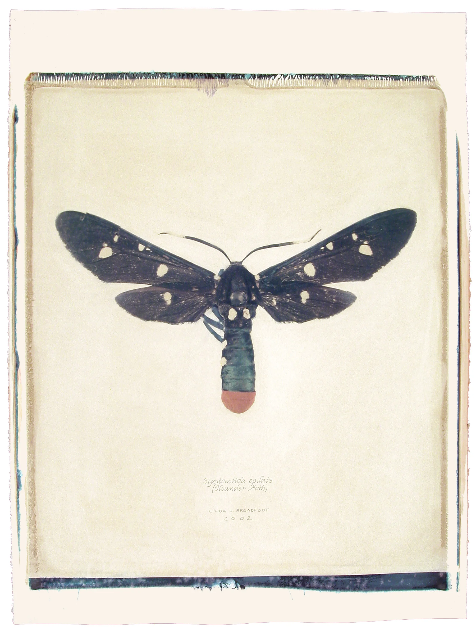 Syntomeida epilais (Oleander Moth), 2002