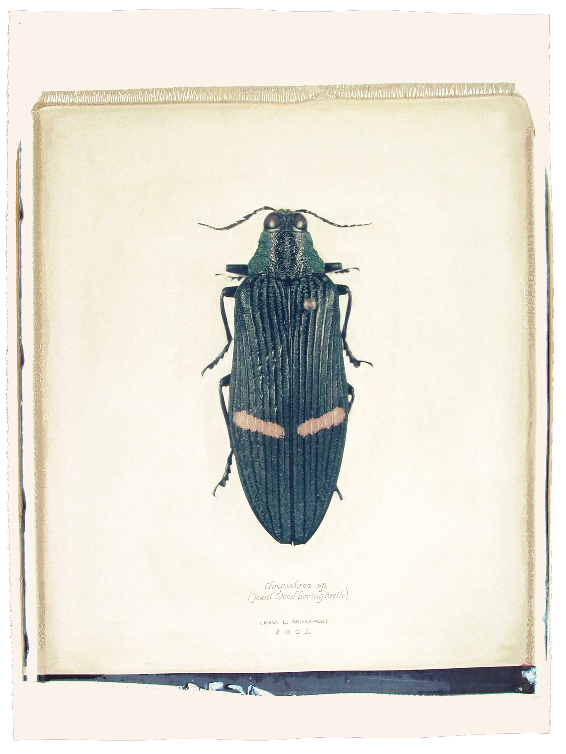 Chrysochroa sp. (Jewel Wood-boring Beetle), 2002