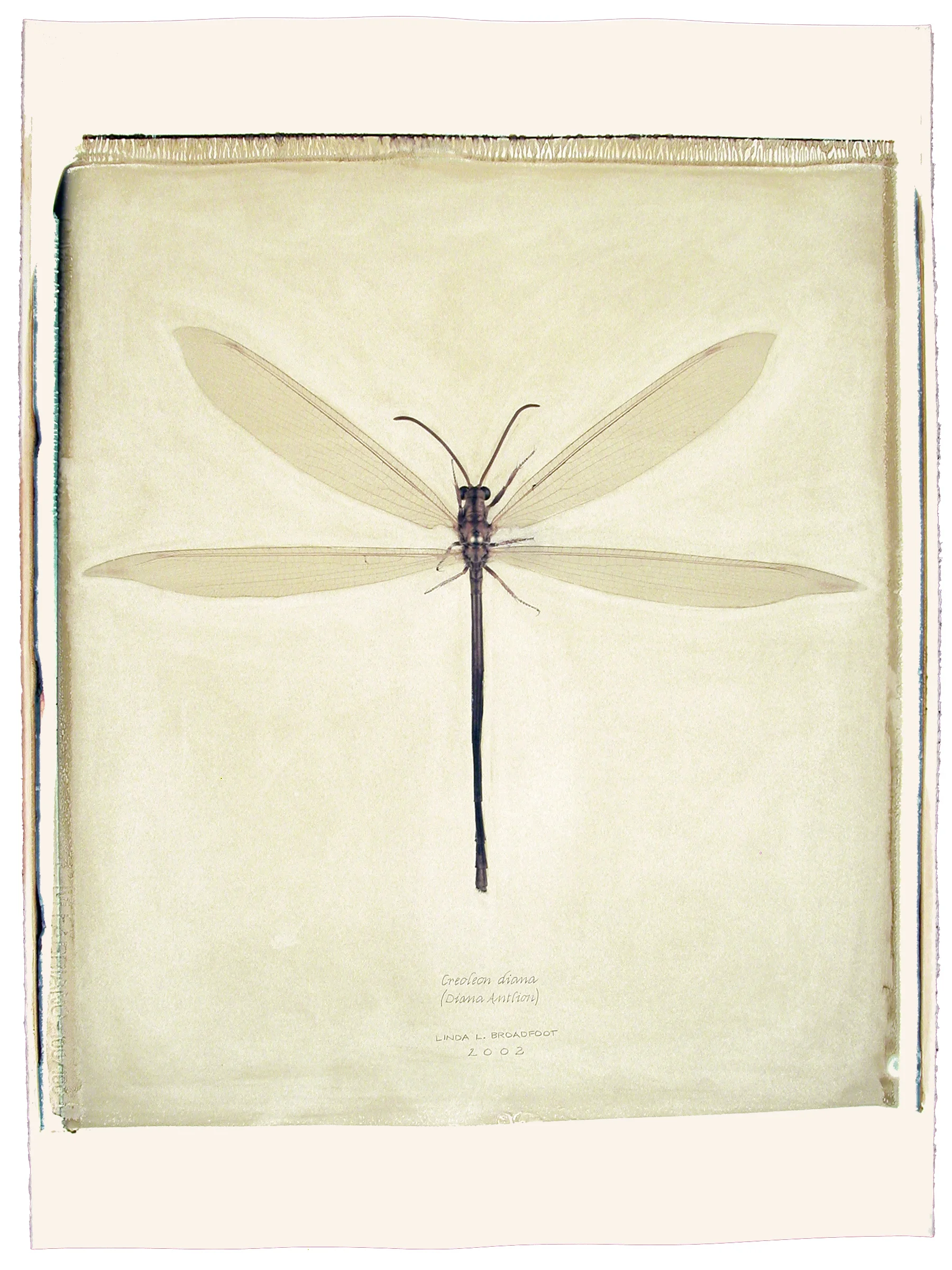 Creoleon diana (Diana Antlion), 2002