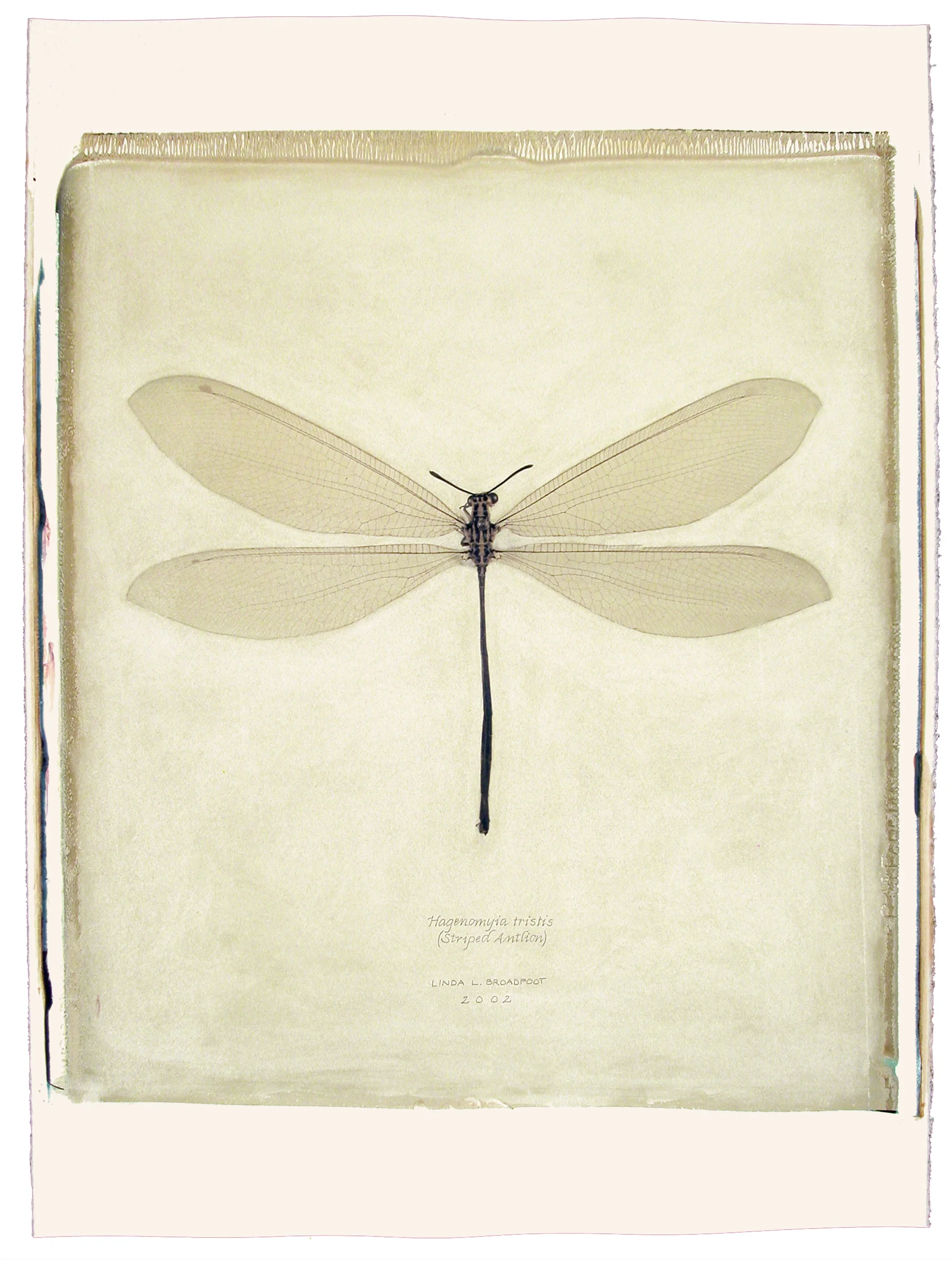 Hagenomyia tristis (Striped Antlion), 2002