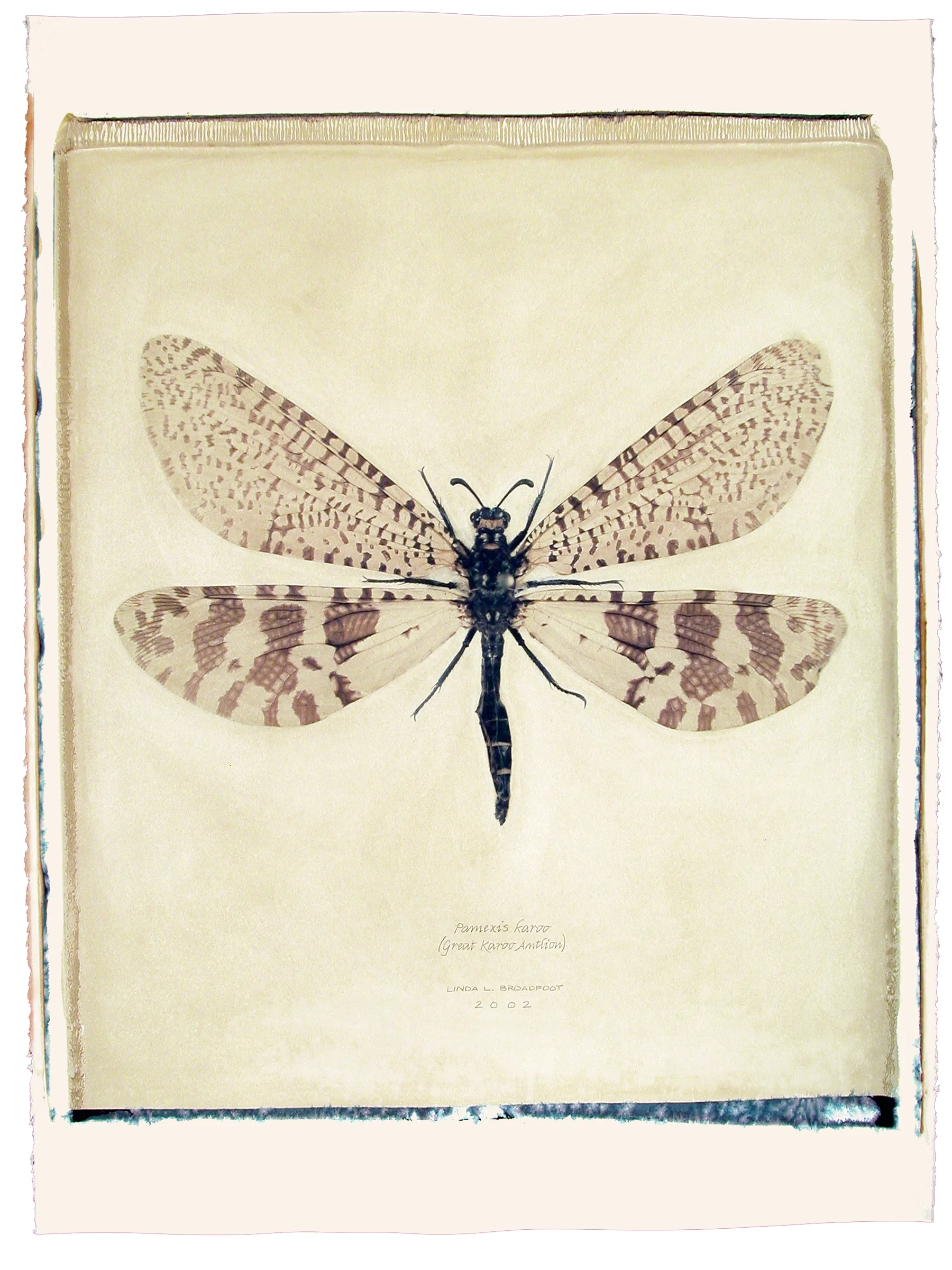 Pamexis karoo (Great Karoo Antlion), 2002