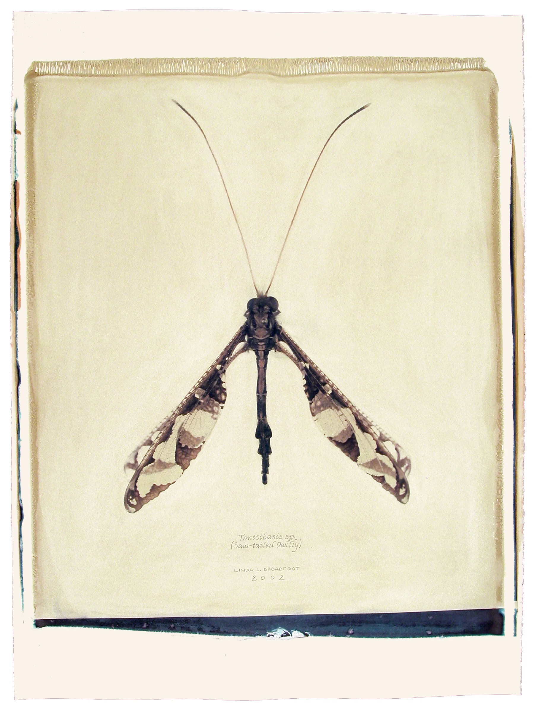 Tmesibasis sp. (Saw-tailed Owlfly), 2002