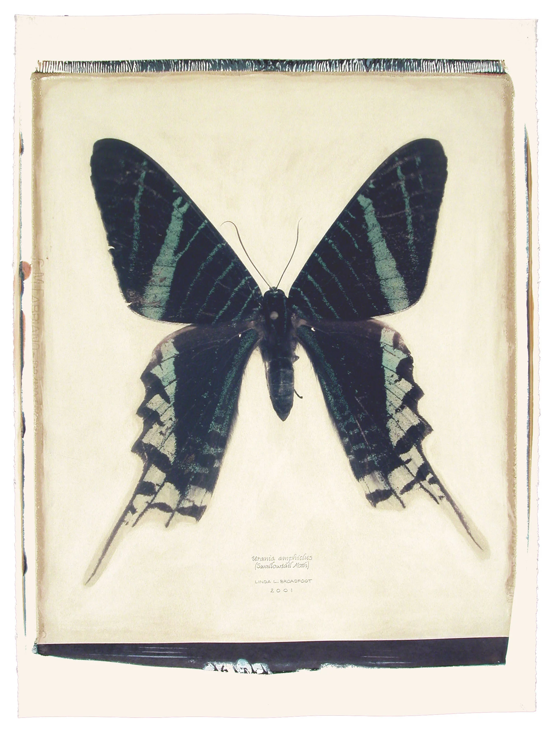 Urania amphiclus (Swallowtail Moth), 2001