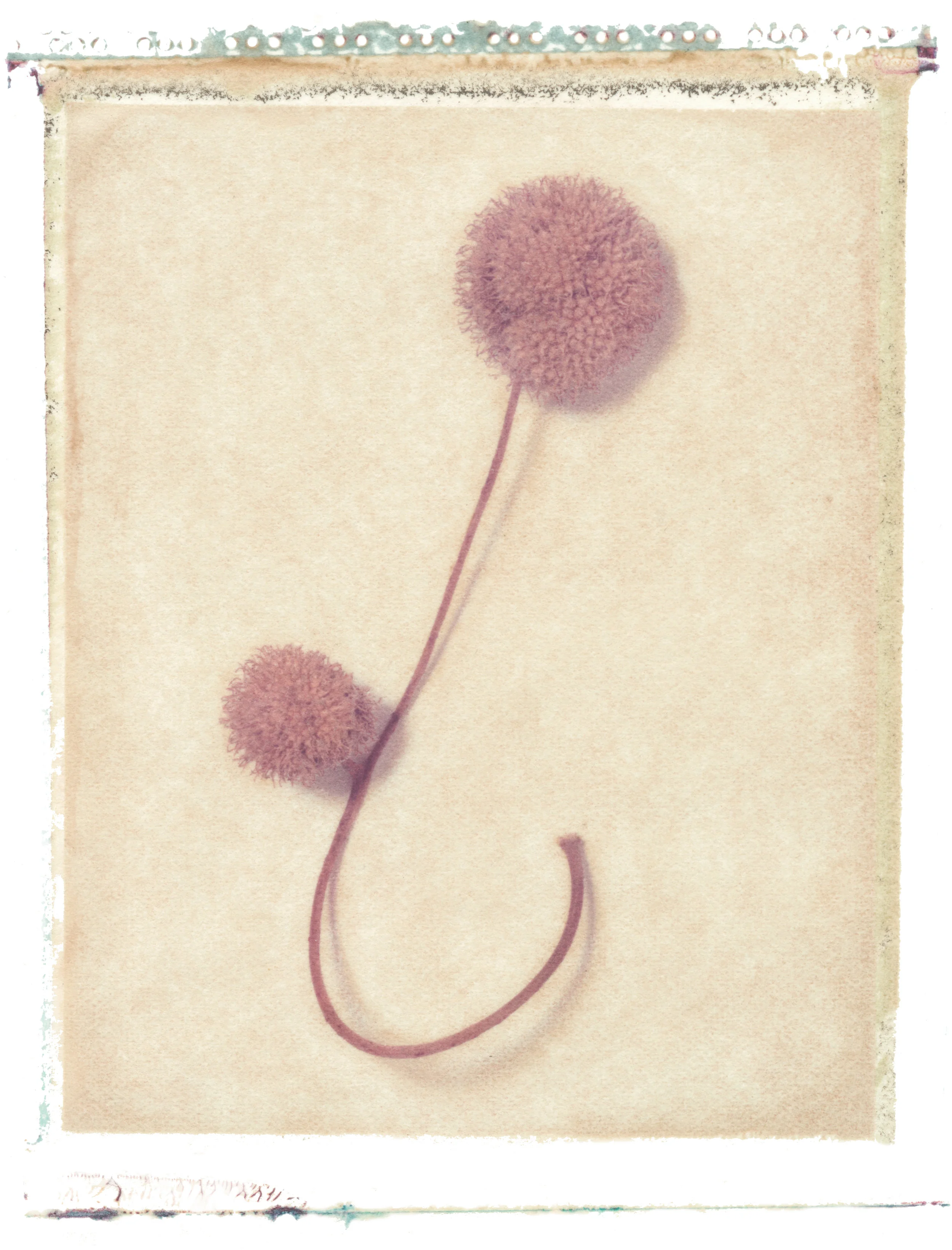 Platanus x Acerfolia , 1997