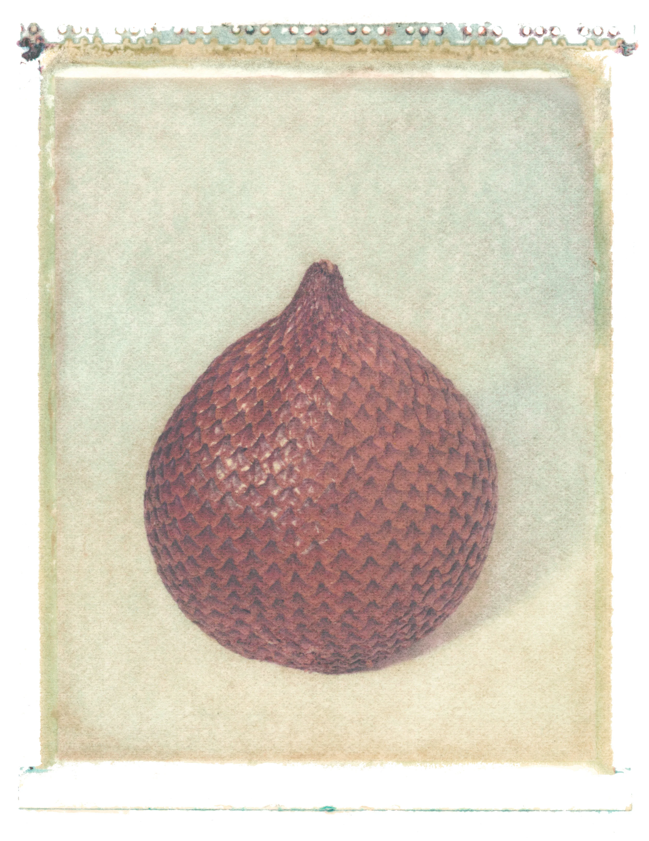 Salacca zalucca , 1997